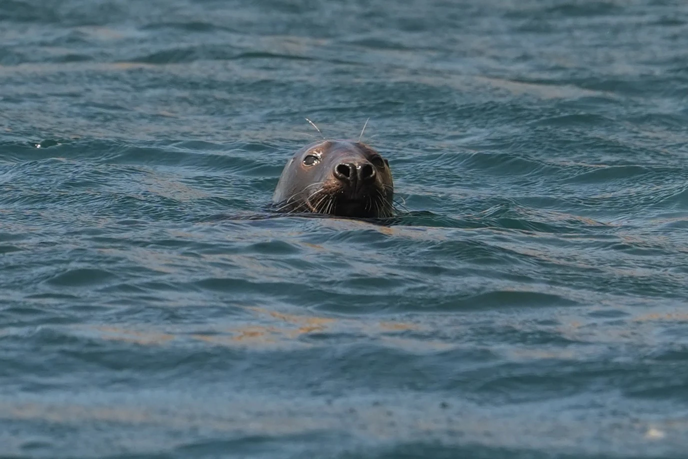 Grey Seal, Falmouth Bay, Cornwall, UK — photo by Jim Bennett
