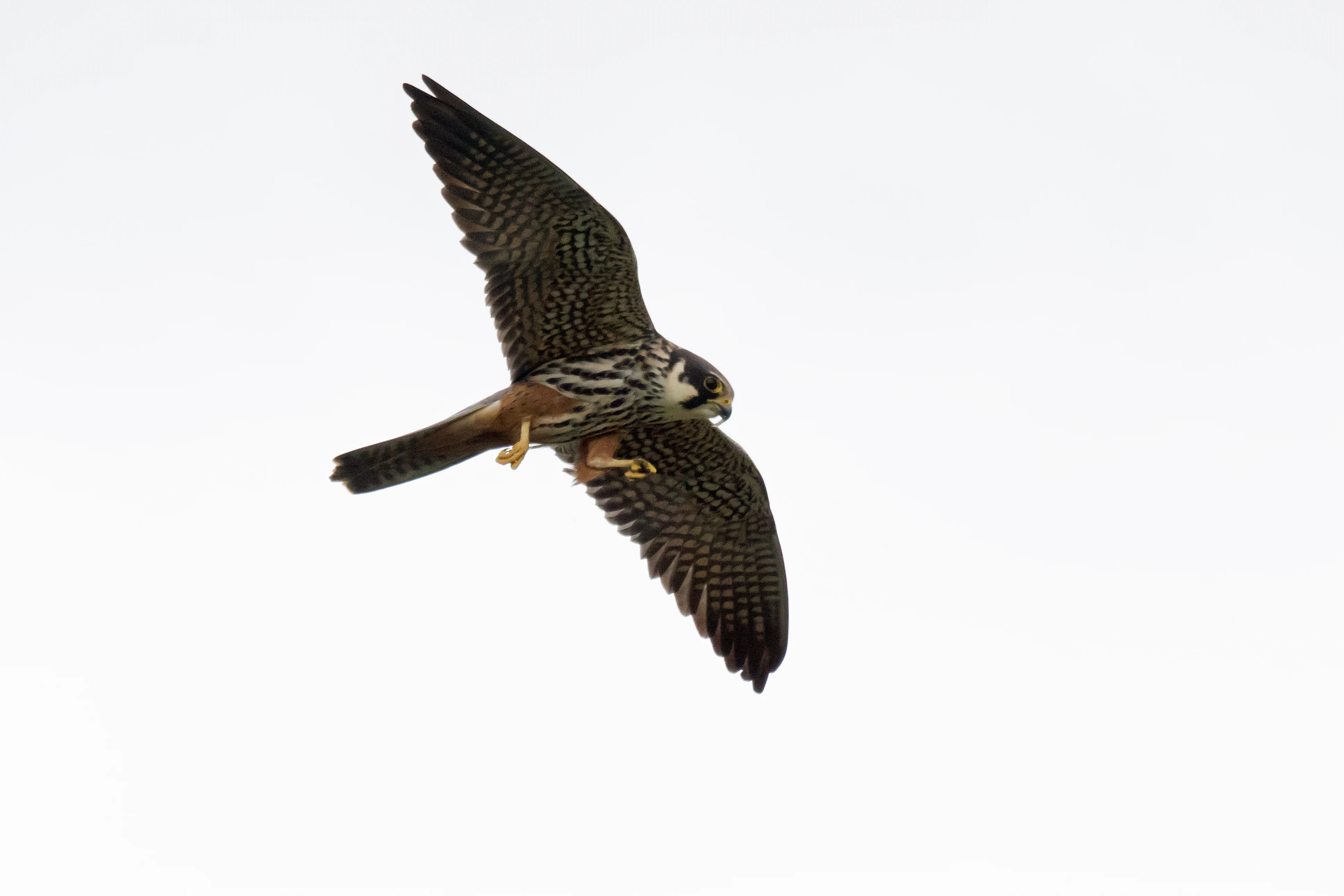 Hobby, Culham, Oxfordshire, UK — photo by Jim Bennett
