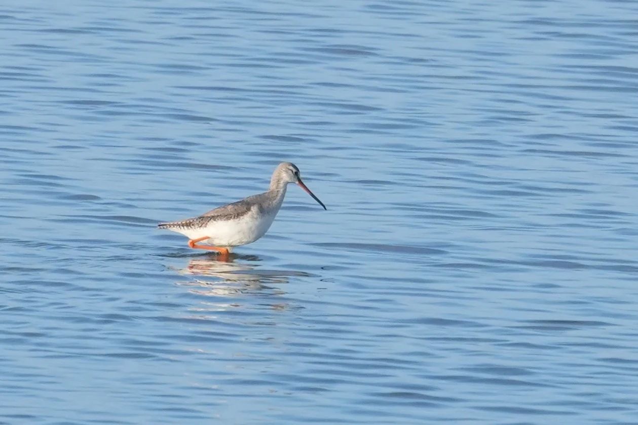 Spotted Redshank, Wevers Inlaag, Schouwen-Duiveland, Netherlands — photo by Jim Bennett