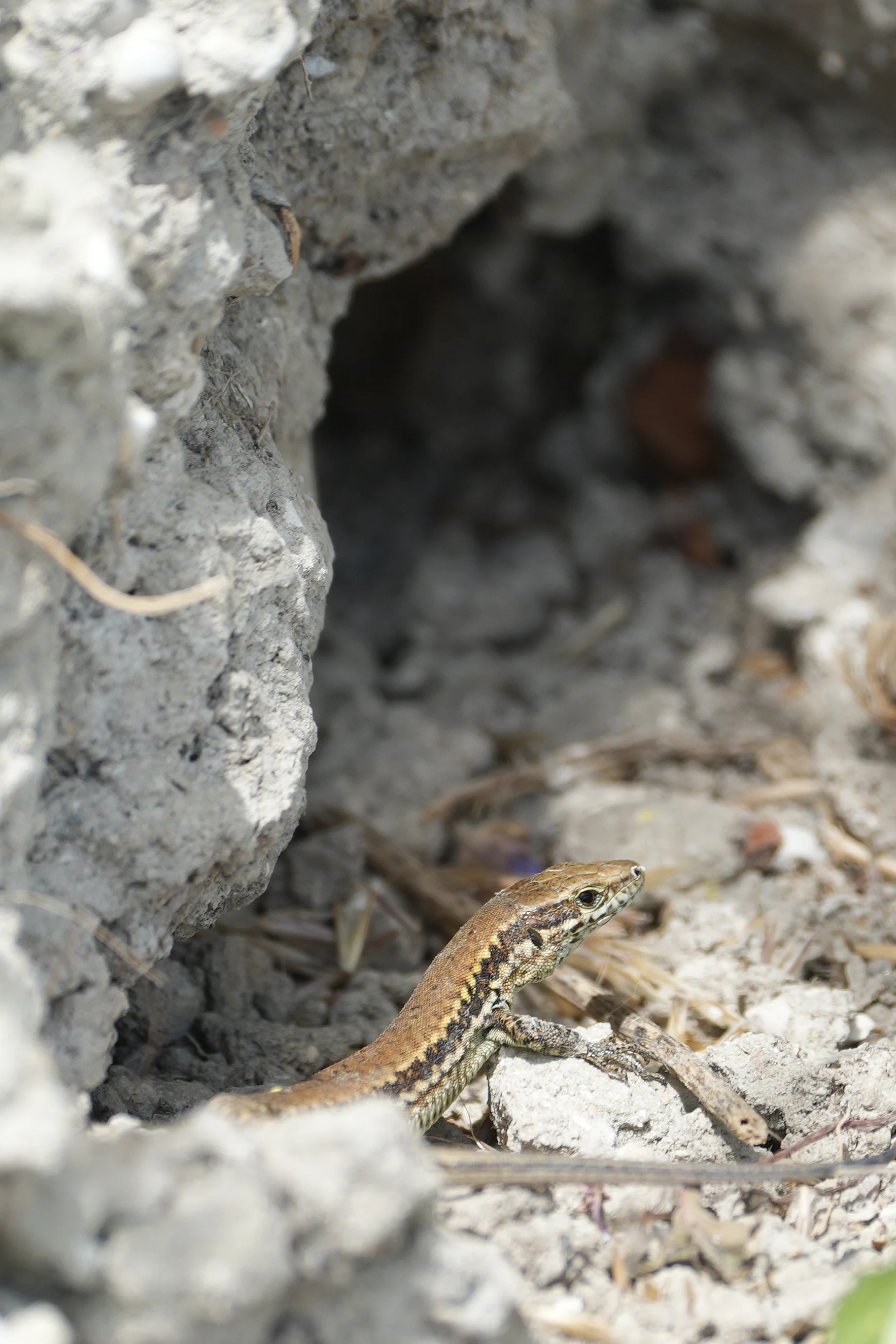 Wall Lizard, Ventnor, Isle of Wight, UK — photo by Jim Bennett