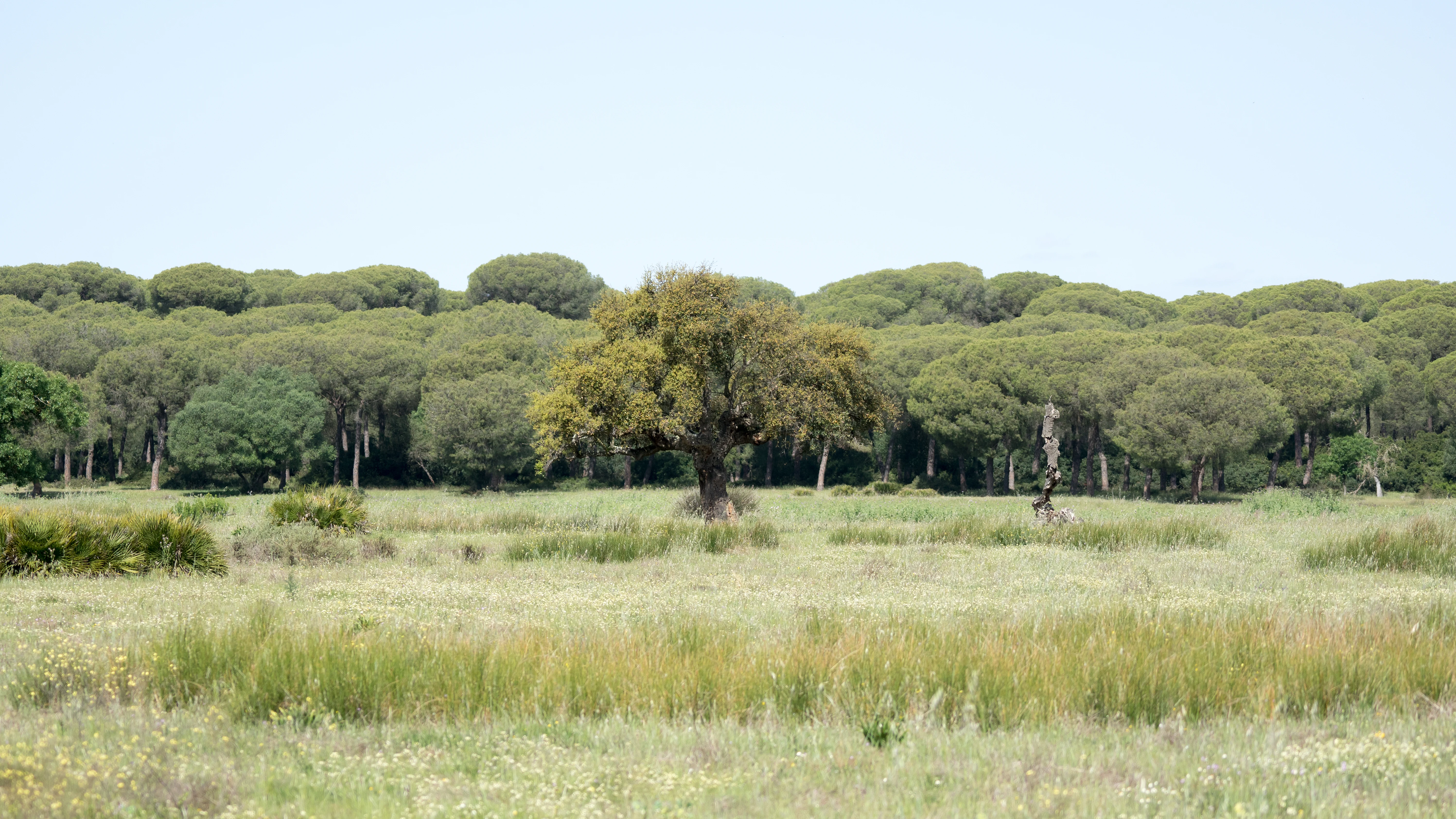 DSC00312, Donana National Park, Andalucia, Spain — photo by Jim Bennett