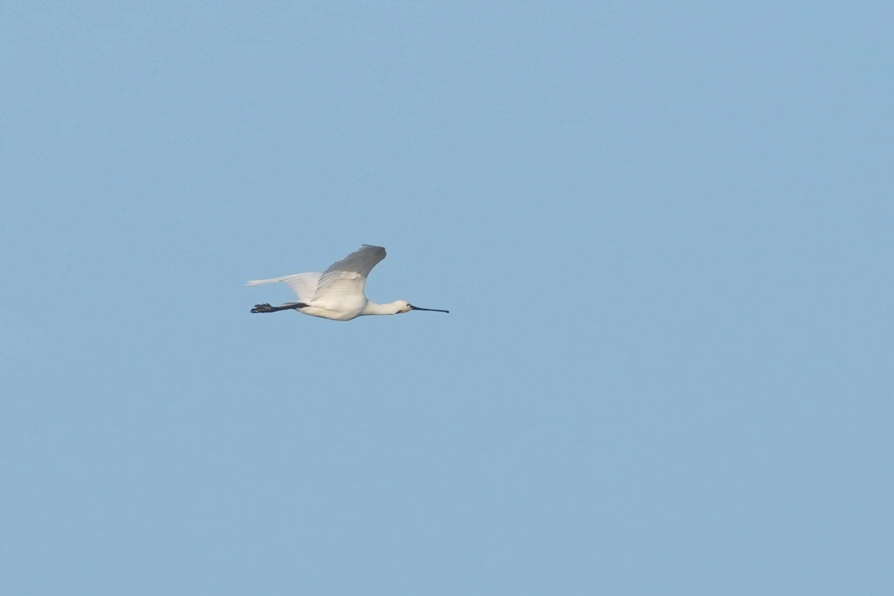 Spoonbill, Wevers Inlaag, Schouwen-Duiveland, Netherlands — photo by Jim Bennett