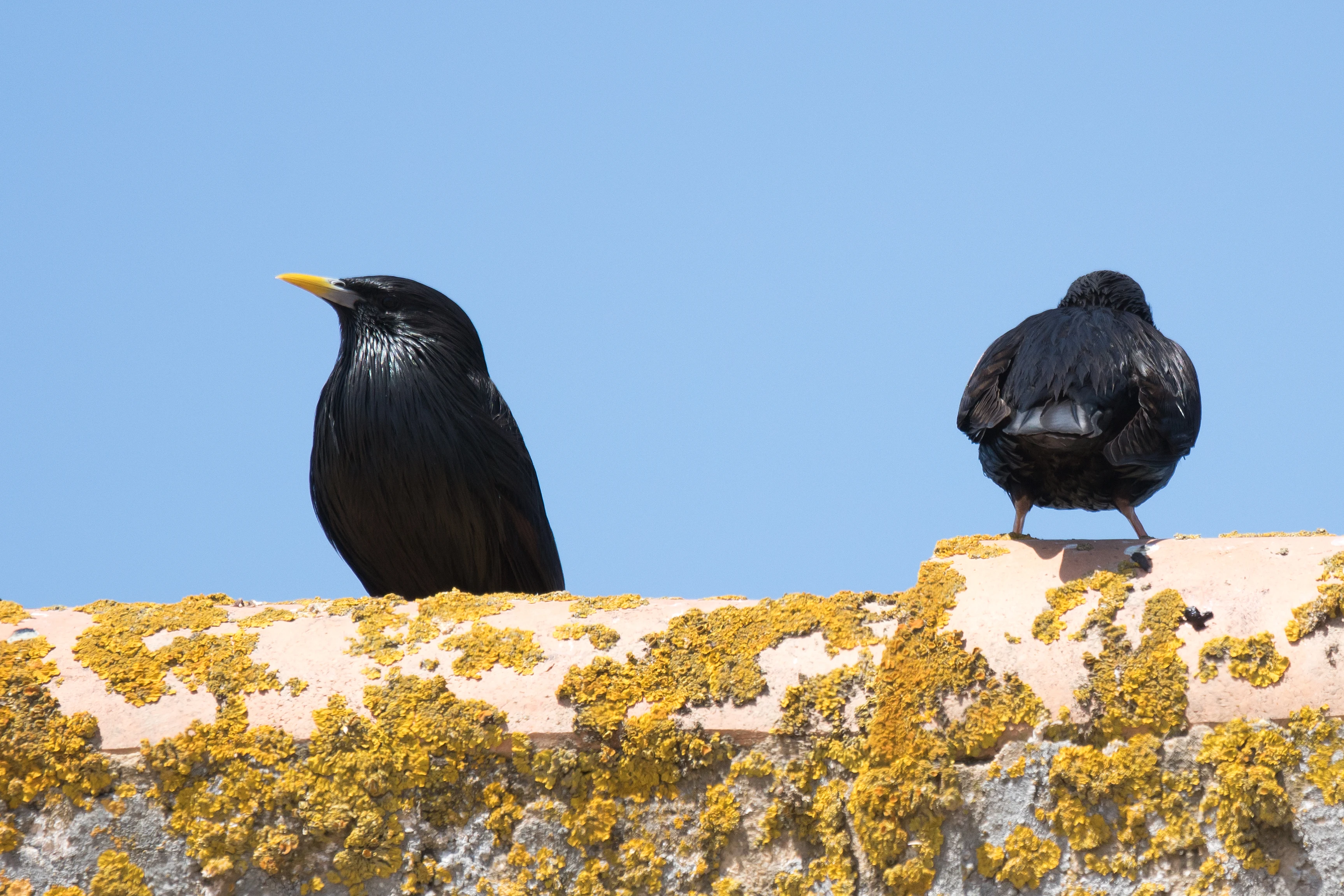 Spotless Starlings, El Rocio, Coto Donana, Andalucia, Spain — photo by Jim Bennett