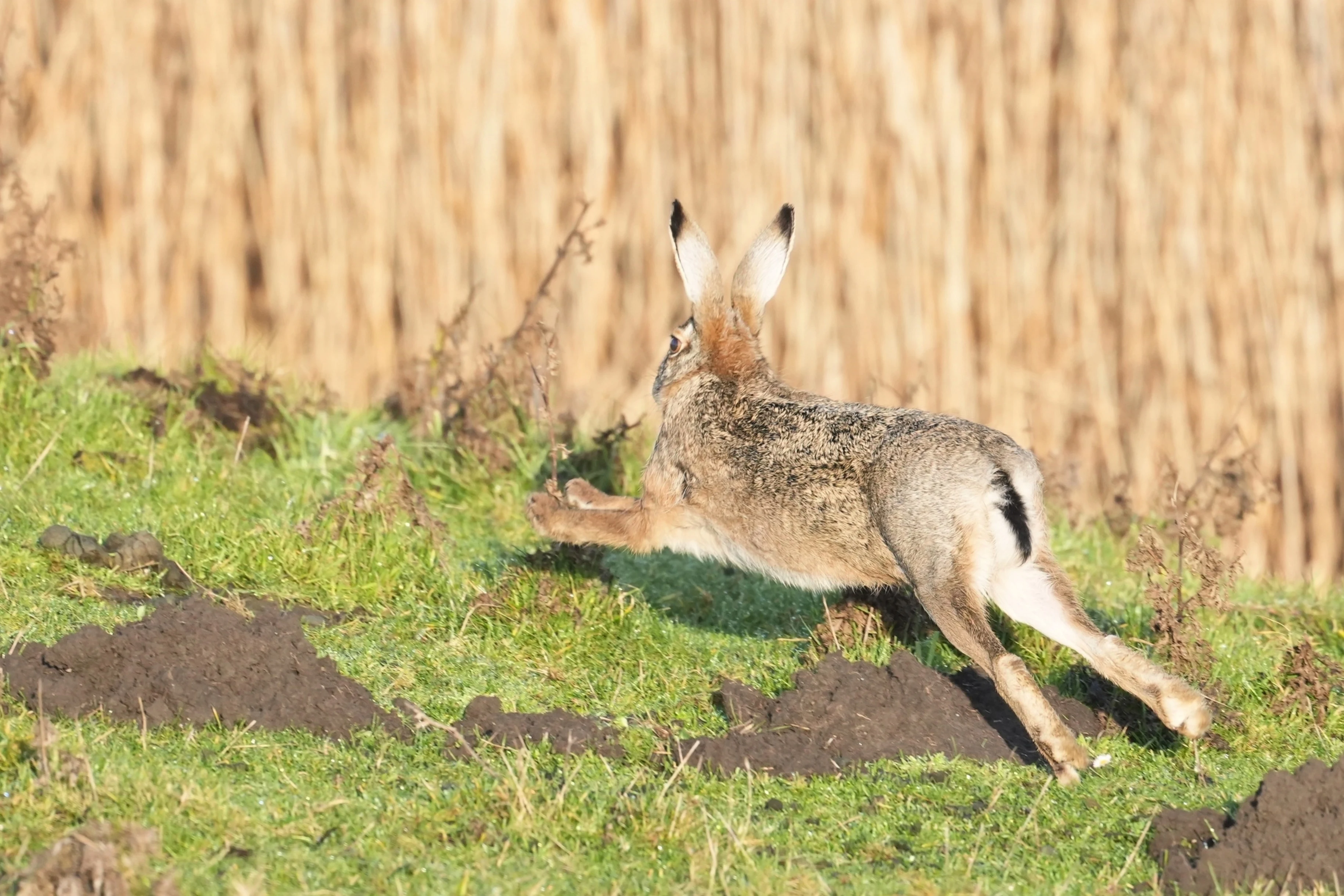 Brown Hare, Flauwers Inlaag, Schouwen-Duiveland, Netherlands — photo by Jim Bennett