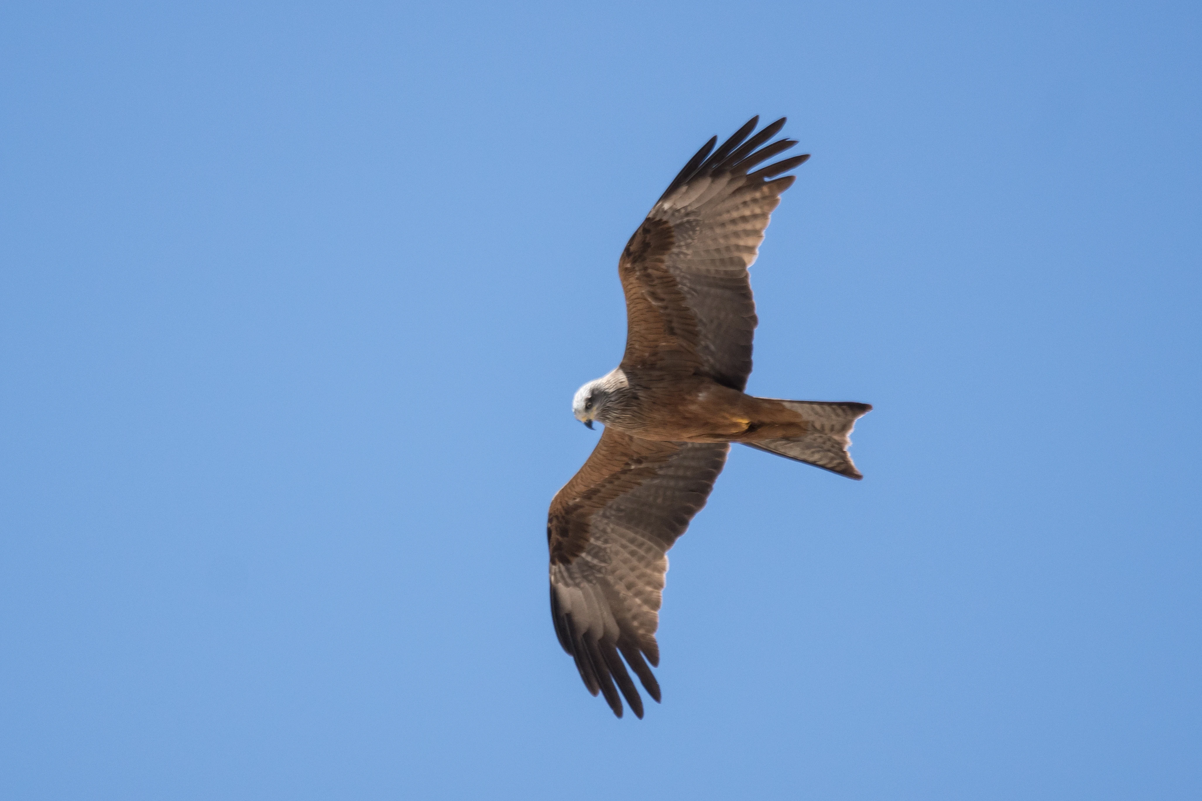 Black Kite, El Rocio, Coto Donana, Andalucia, Spain — photo by Jim Bennett