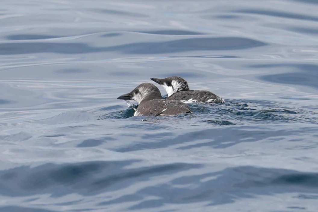 Guillemots, Falmouth Bay, Cornwall, UK — photo by Jim Bennett