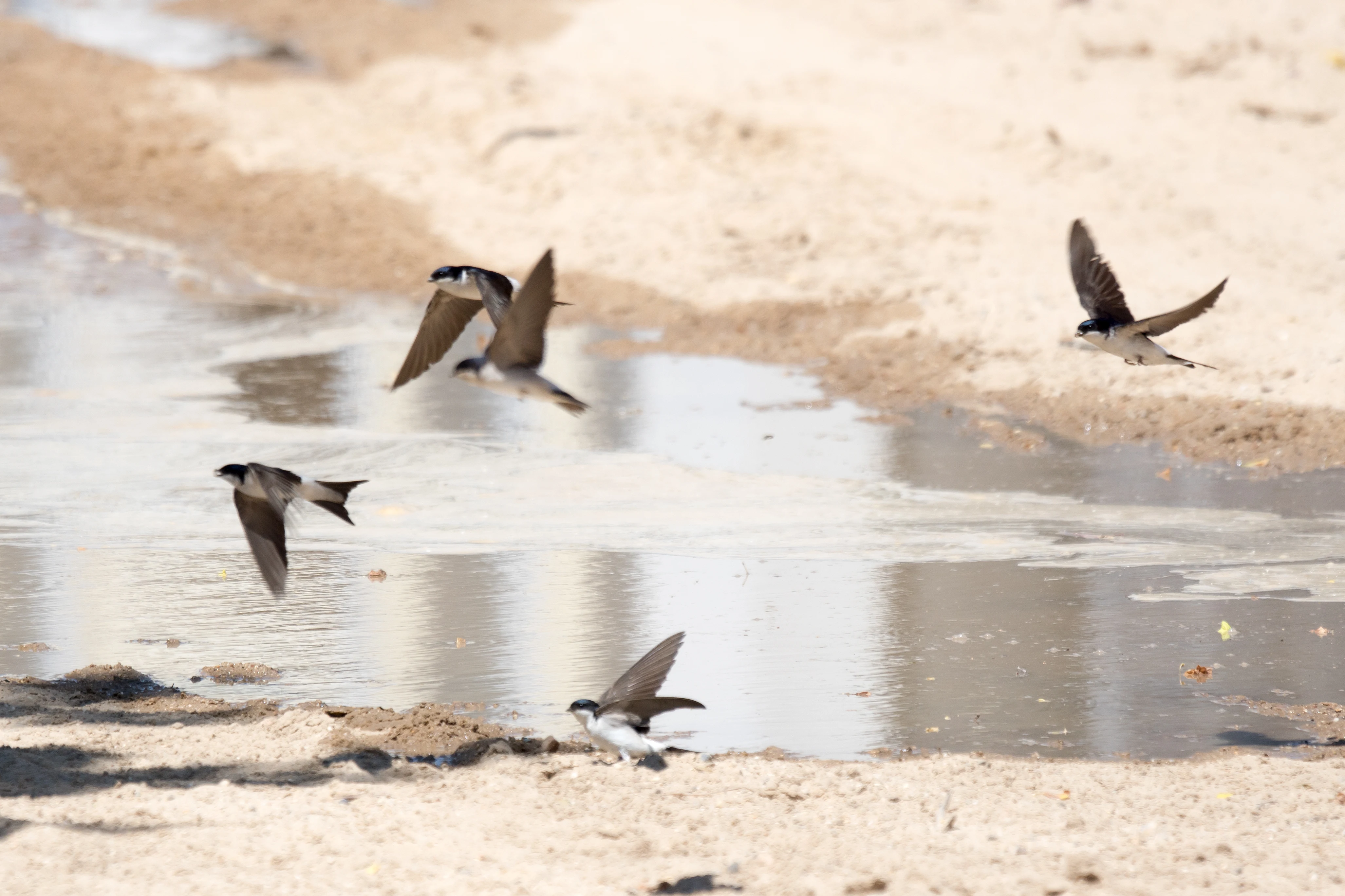 Western House Martins, El Rocio, Coto Donana, Andalucia, Spain — photo by Jim Bennett
