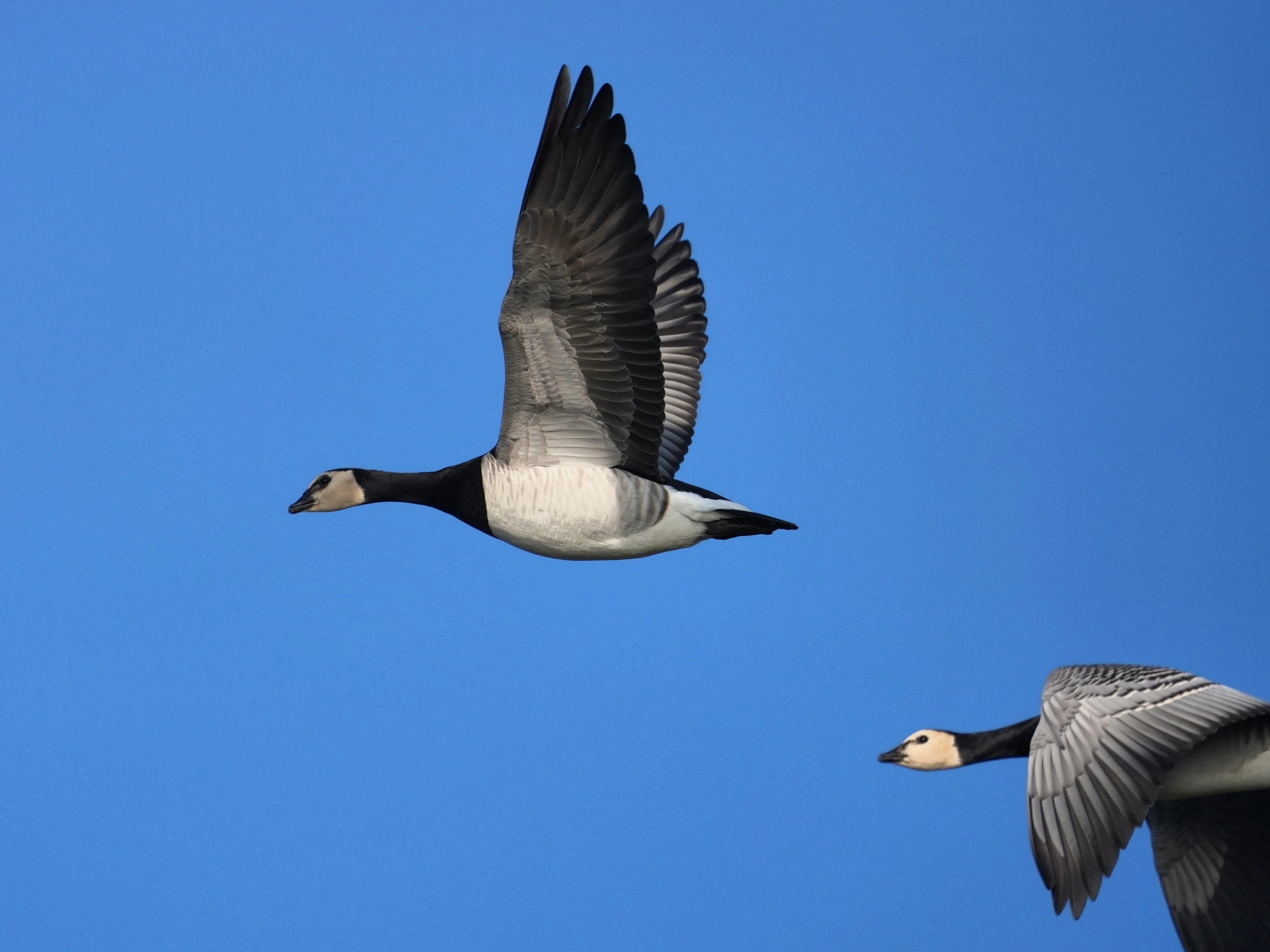 Barnacle Geese, Schouwen-Duiveland, Netherlands — photo by Jim Bennett