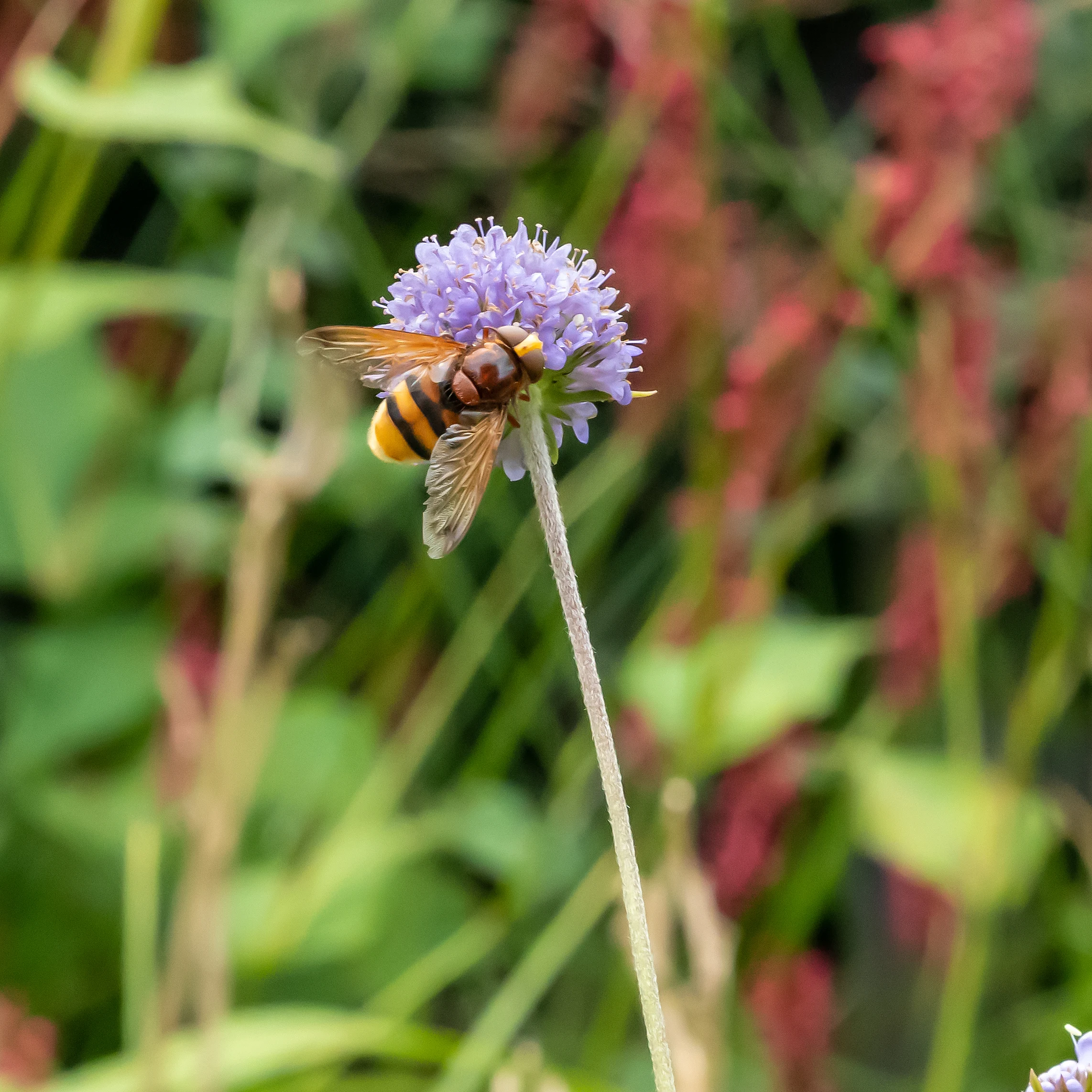 Hornet Mimic Hoverfly, Culham, Oxfordshire, UK — photo by Jim Bennett