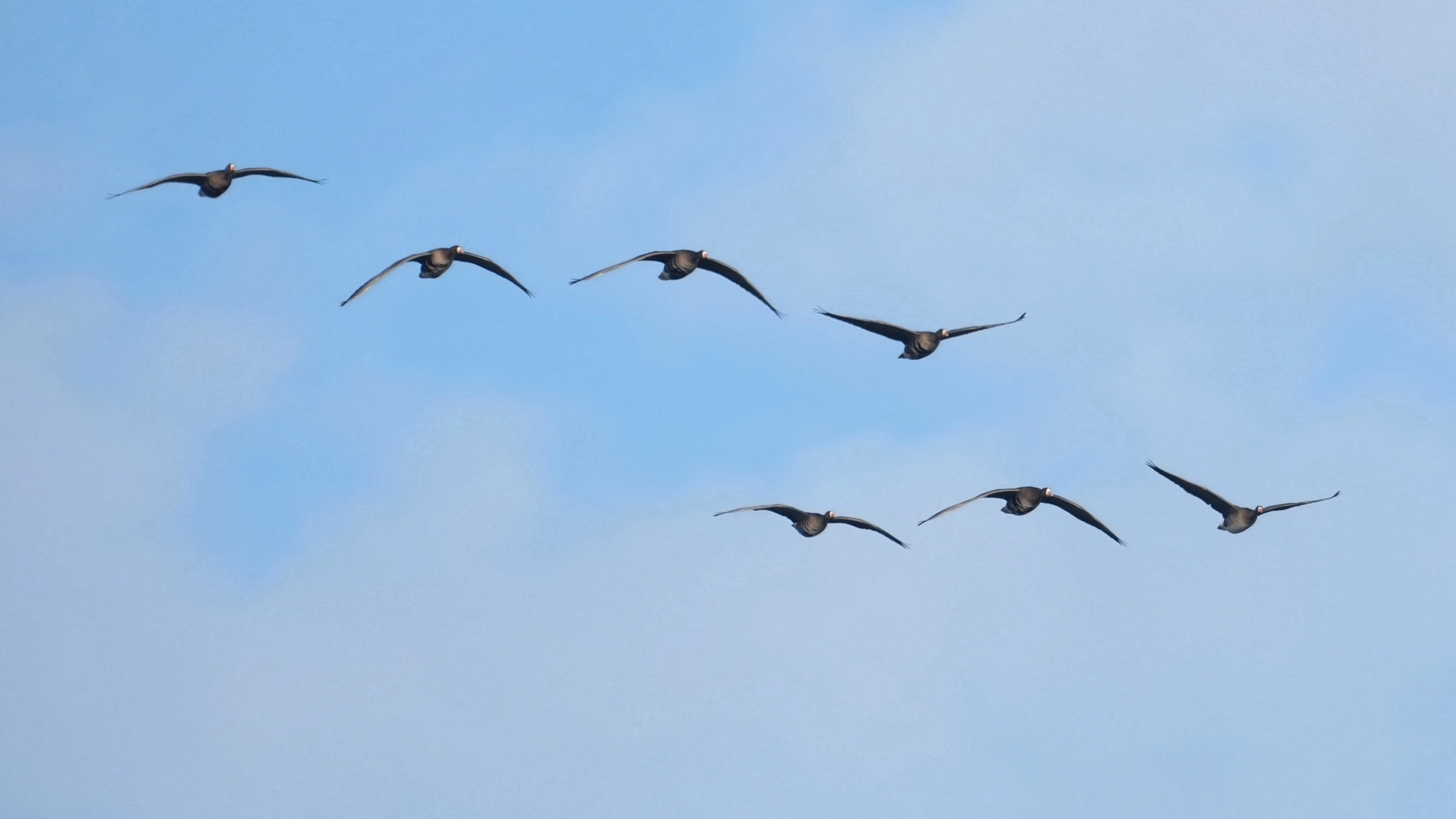 White-fronted Geese, Schouwen-Duiveland, Netherlands — photo by Jim Bennett