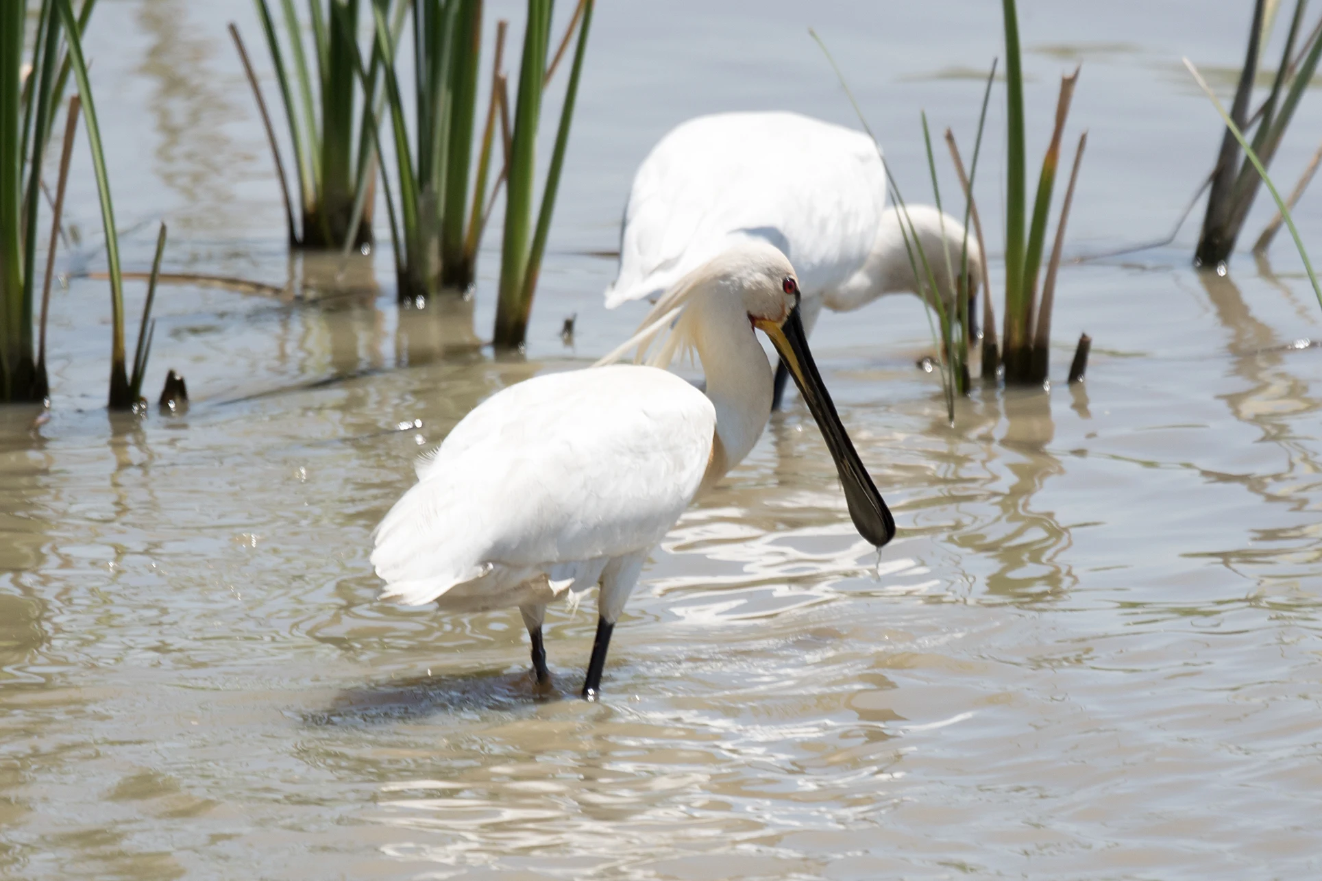 Spoonbills, El Rocio, Coto Donana, Andalucia, Spain — photo by Jim Bennett