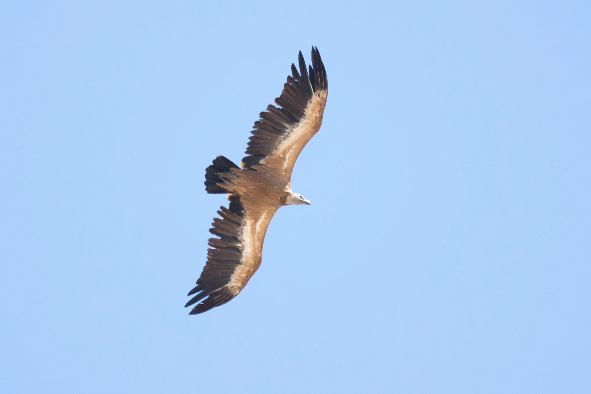 Griffon Vulture, El Rocio, Coto Donana, Andalucia, Spain — photo by Jim Bennett
