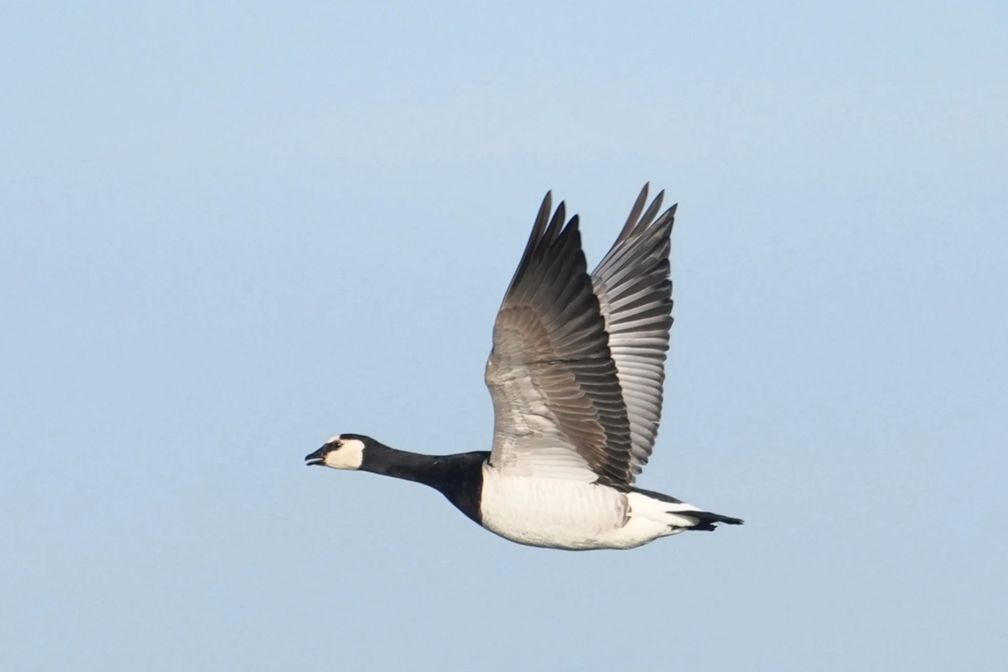 Barnacle Goose, Schouwen-Duiveland, Netherlands — photo by Jim Bennett