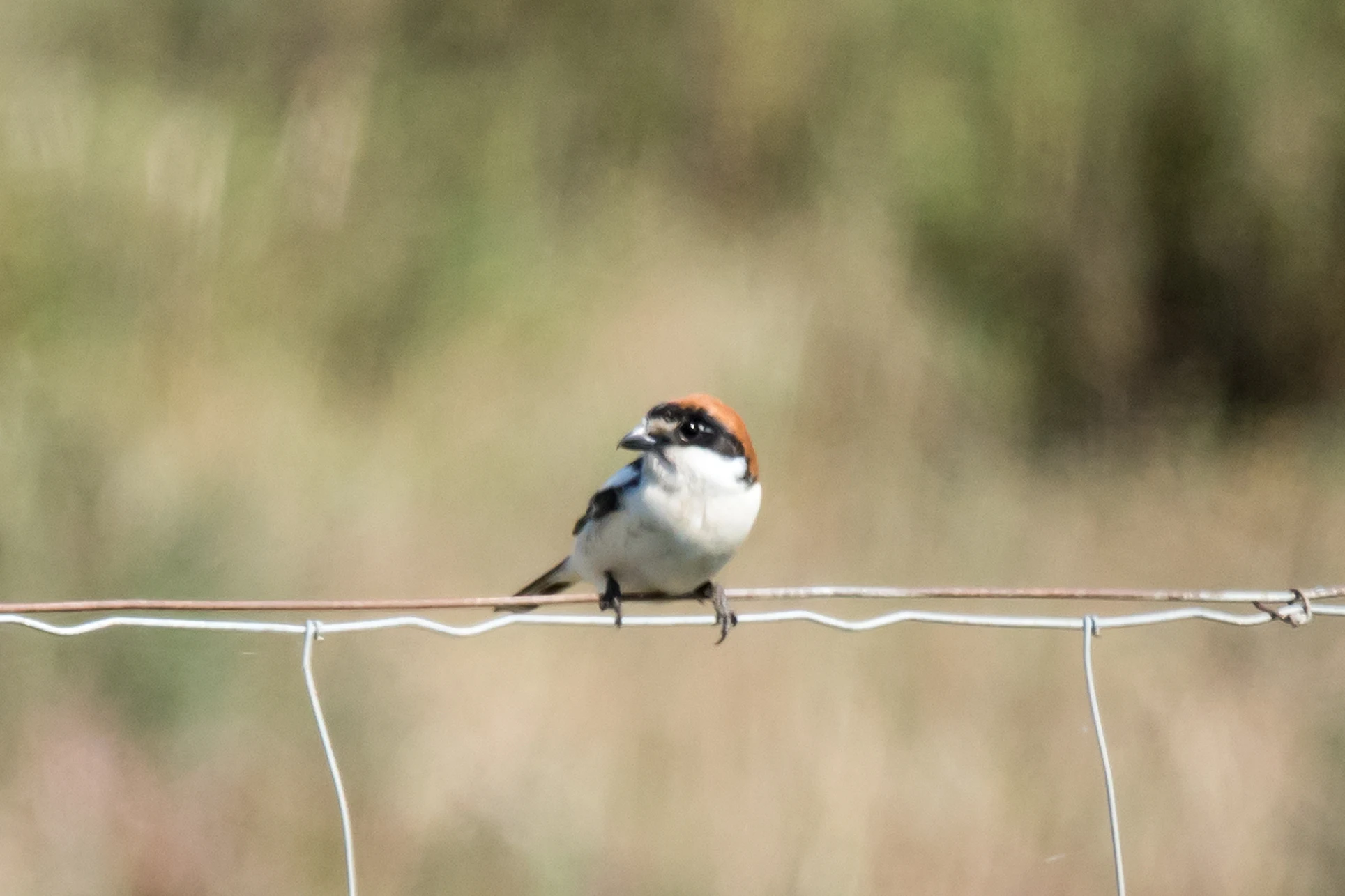 Woodchat Shrike, Donana National Park, Andalucia, Spain — photo by Jim Bennett