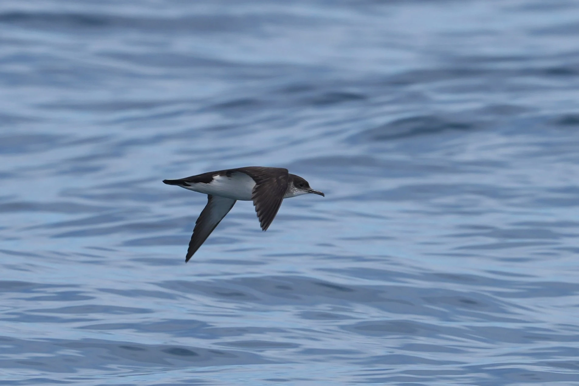 Manx Shearwater, Falmouth Bay, Cornwall, UK — photo by Jim Bennett