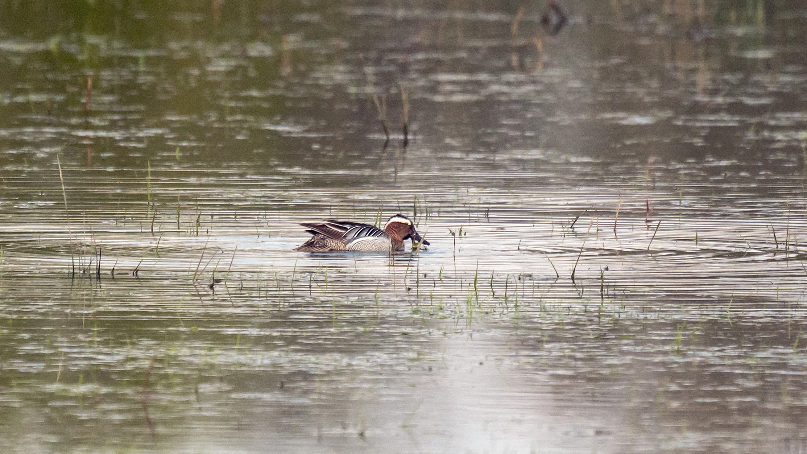 Garganey, flooded fields Sutton Courtenay, Oxfordshire, UK — photo by Jim Bennett