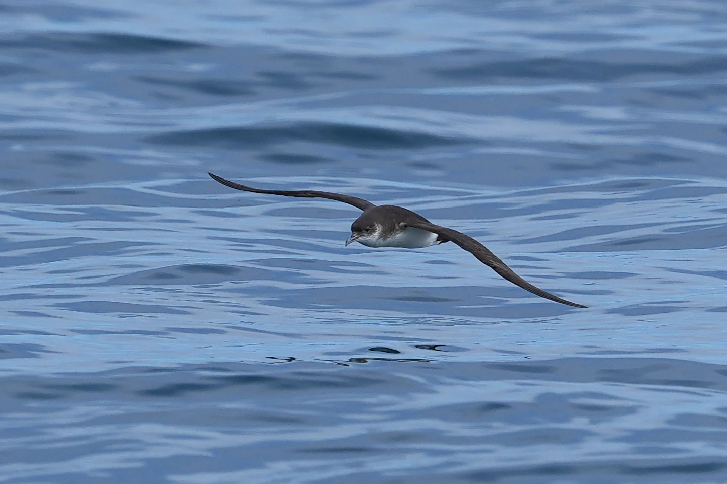 Manx Shearwater, Falmouth Bay, Cornwall, UK — photo by Jim Bennett