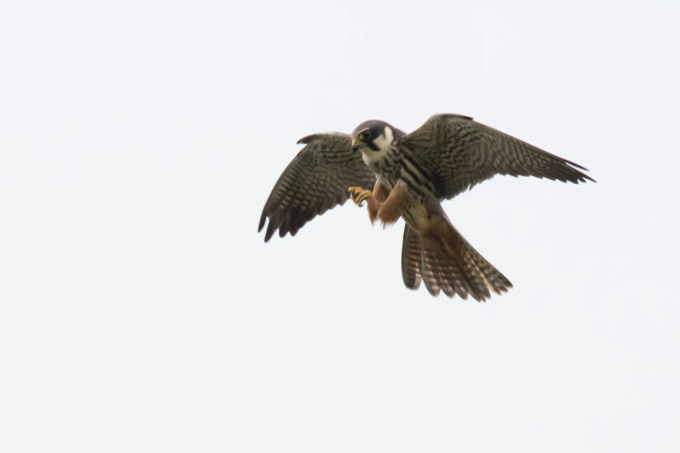 Hobby, Culham, Oxfordshire, UK — photo by Jim Bennett