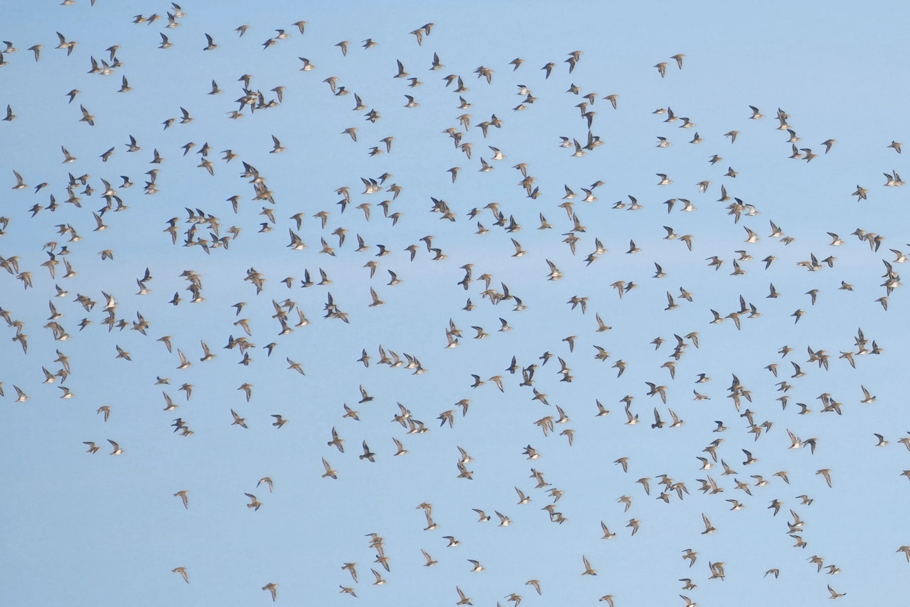 Golden Plover, Wevers Inlaag, Schouwen-Duiveland, Netherlands — photo by Jim Bennett