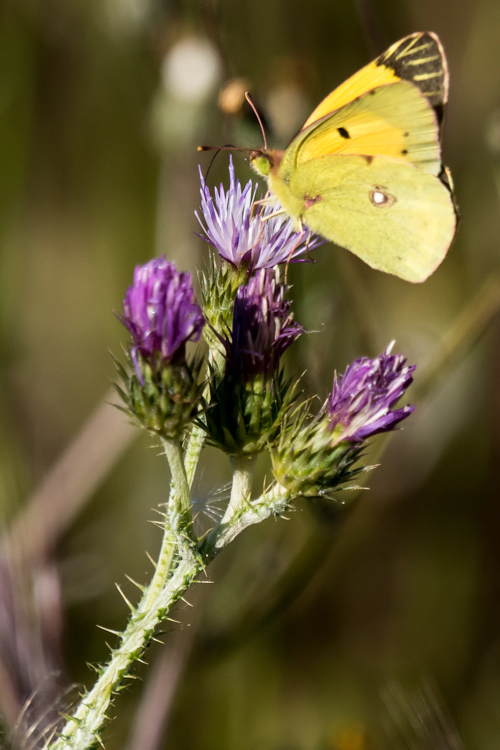 Clouded Yellow, Donana National Park, Andalucia, Spain — photo by Jim Bennett