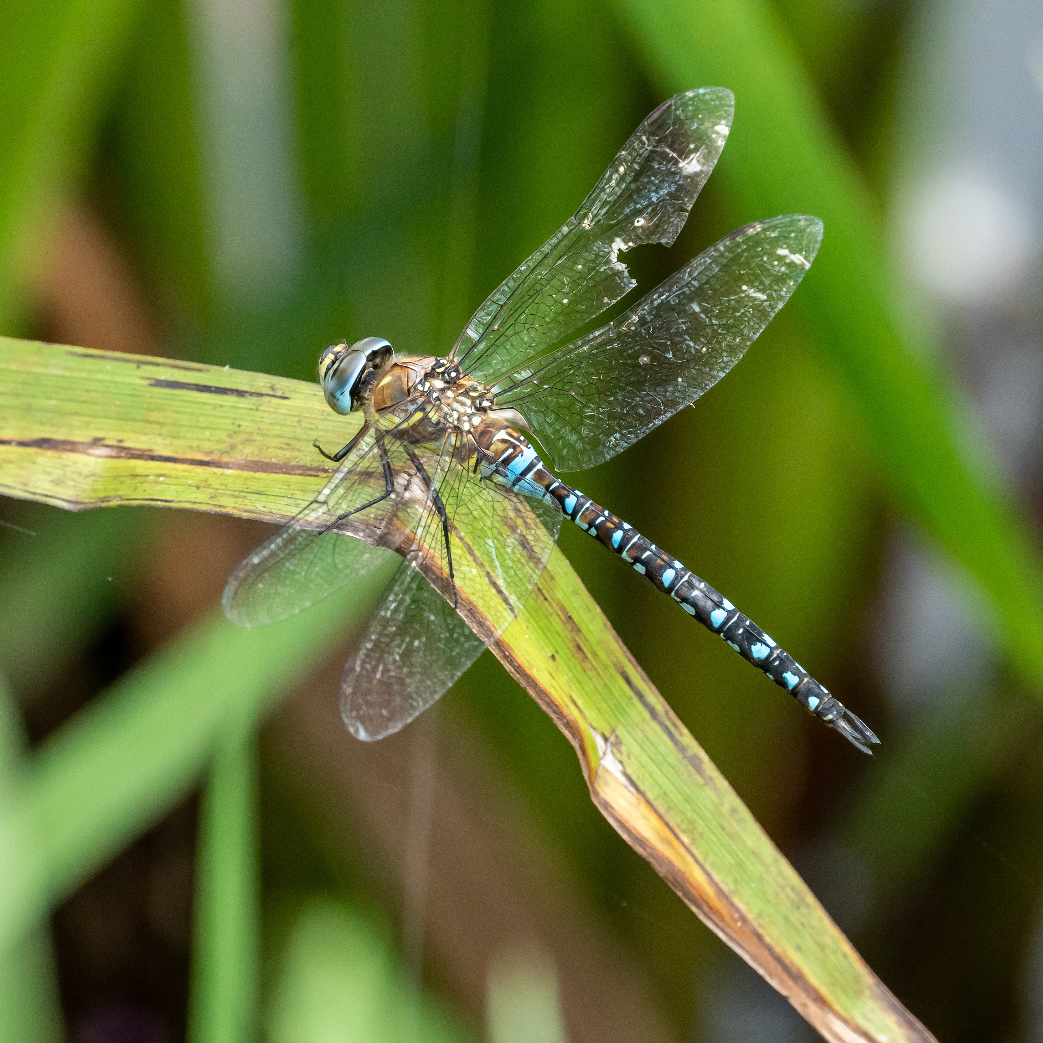 male Southern Migrant Hawker Dragonfly, Culham, Oxfordshire, UK — photo by Jim Bennett