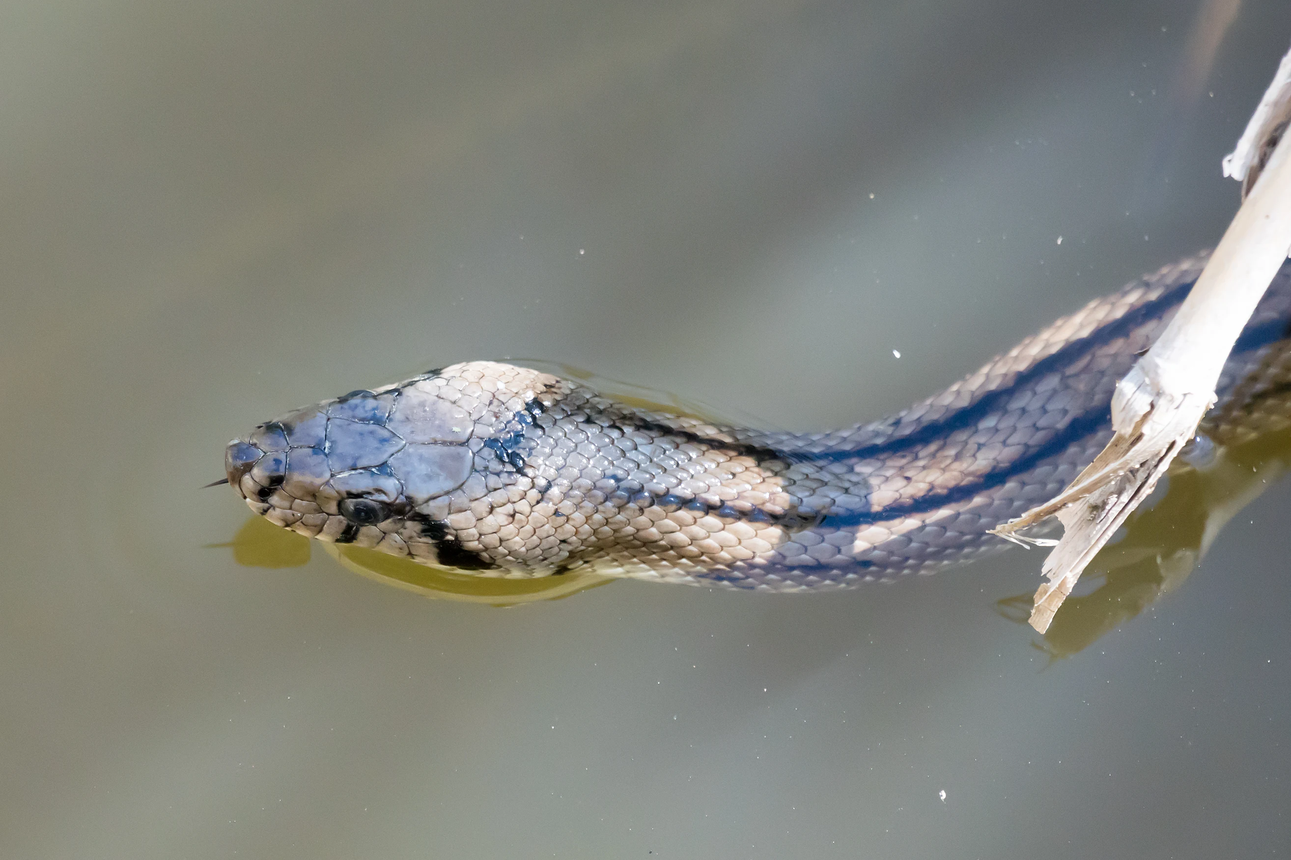 Ladder Snake, Donana National Park, Andalucia, Spain — photo by Jim Bennett