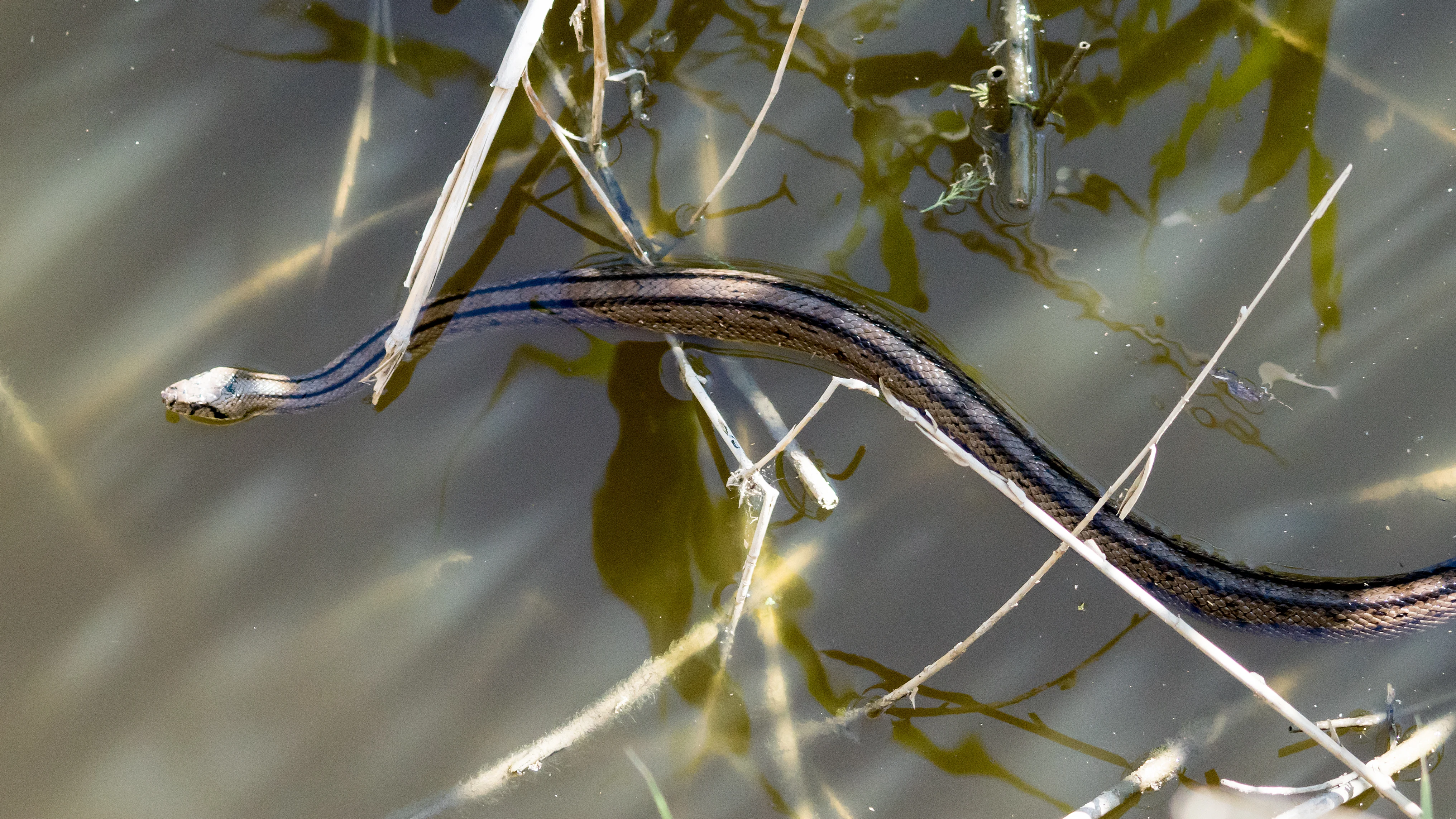 Ladder Snake, Donana National Park, Andalucia, Spain — photo by Jim Bennett