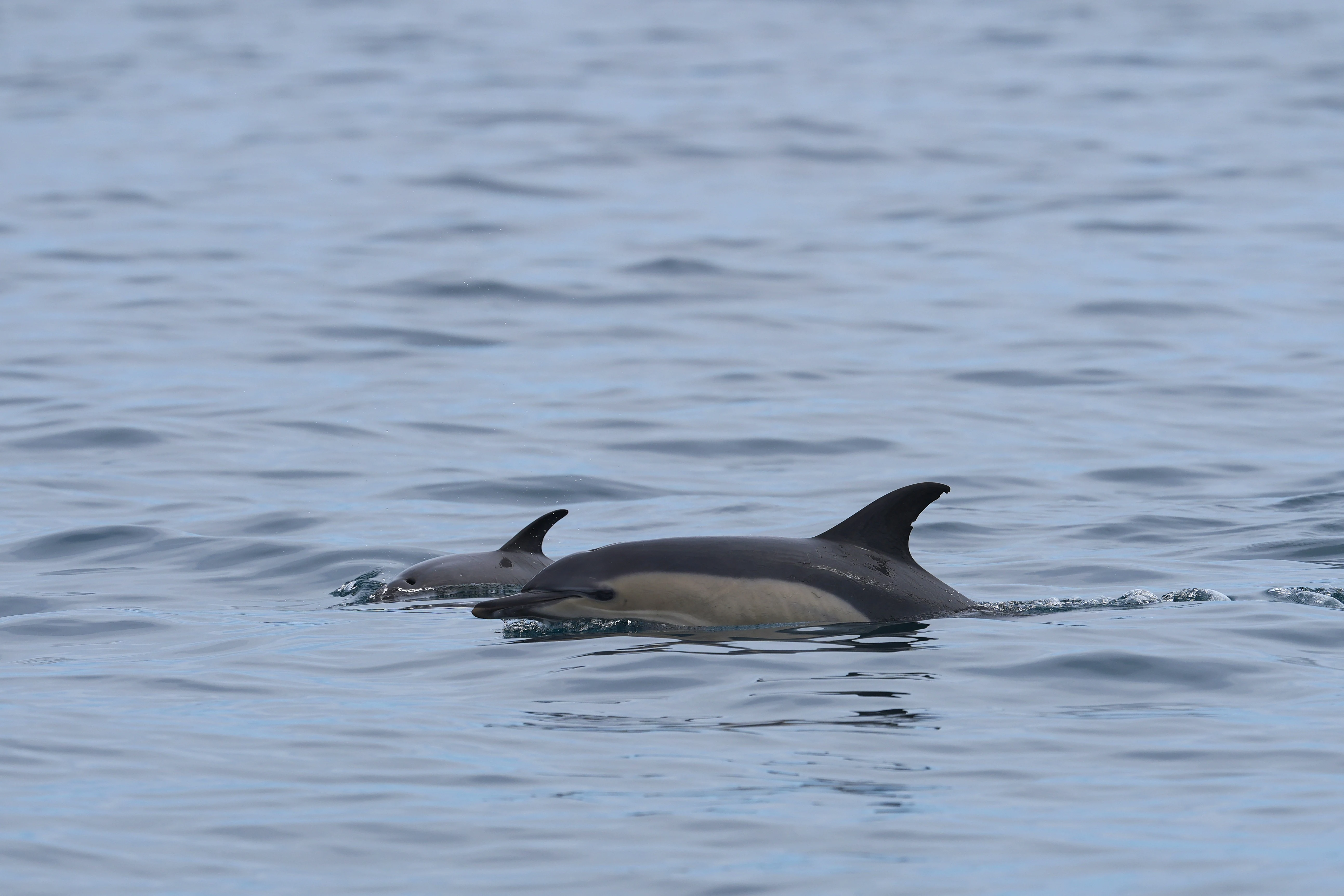 Common Dolphins, Falmouth Bay, Cornwall, UK — photo by Jim Bennett