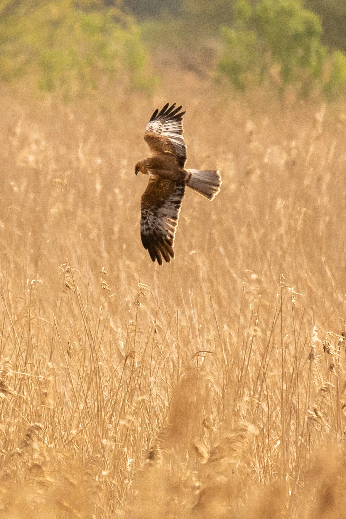 Marsh Harrier, RSPB Ham Wall, Somerset, UK — photo by Jim Bennett