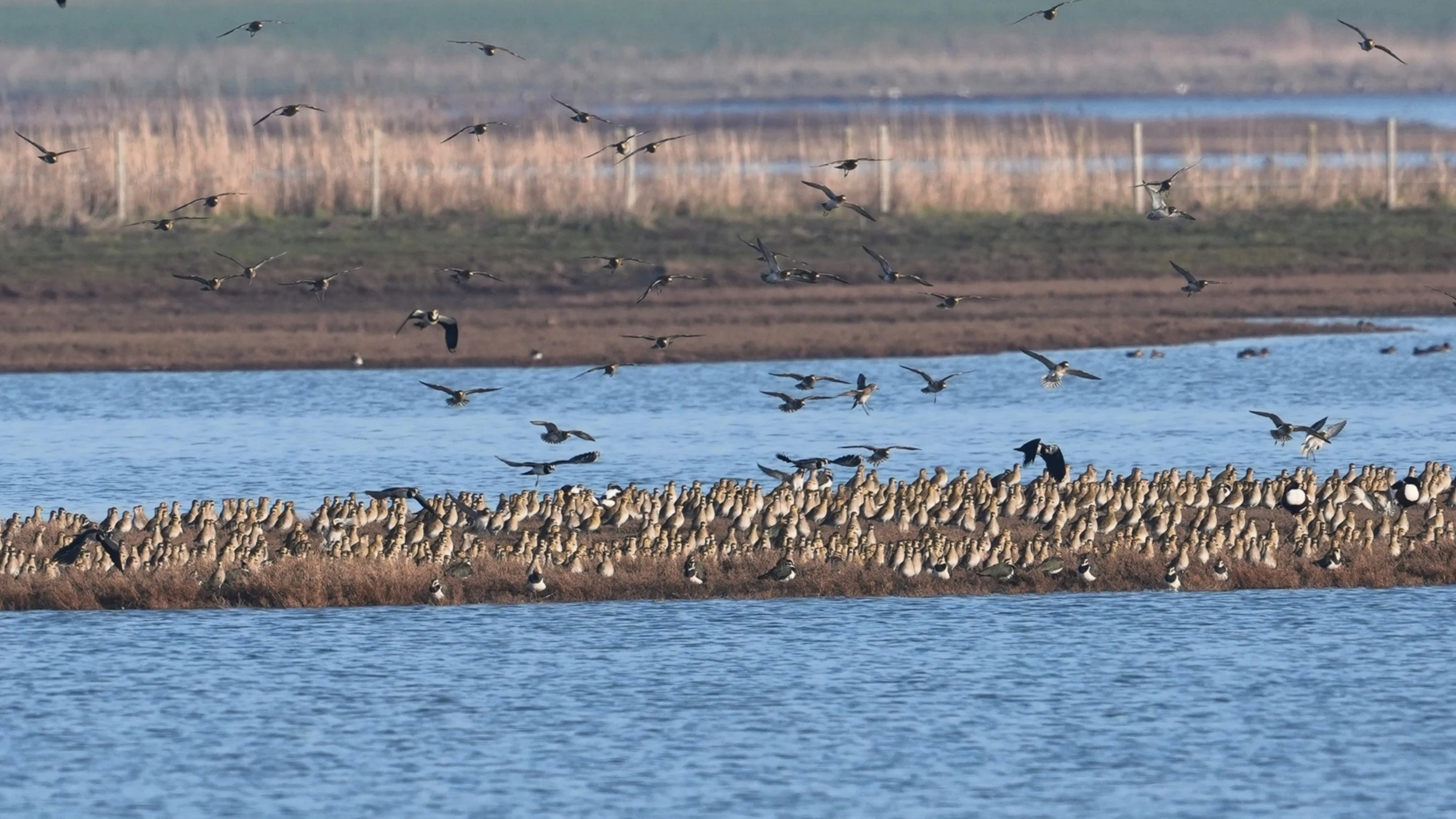 Golden Plover & Lapwing, Wevers Inlaag, Schouwen-Duiveland, Netherlands — photo by Jim Bennett