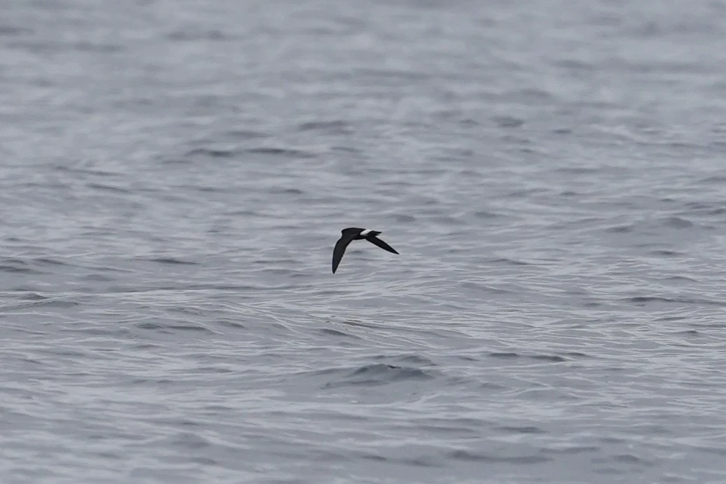 Storm Petrel, Falmouth Bay, Cornwall, UK — photo by Jim Bennett