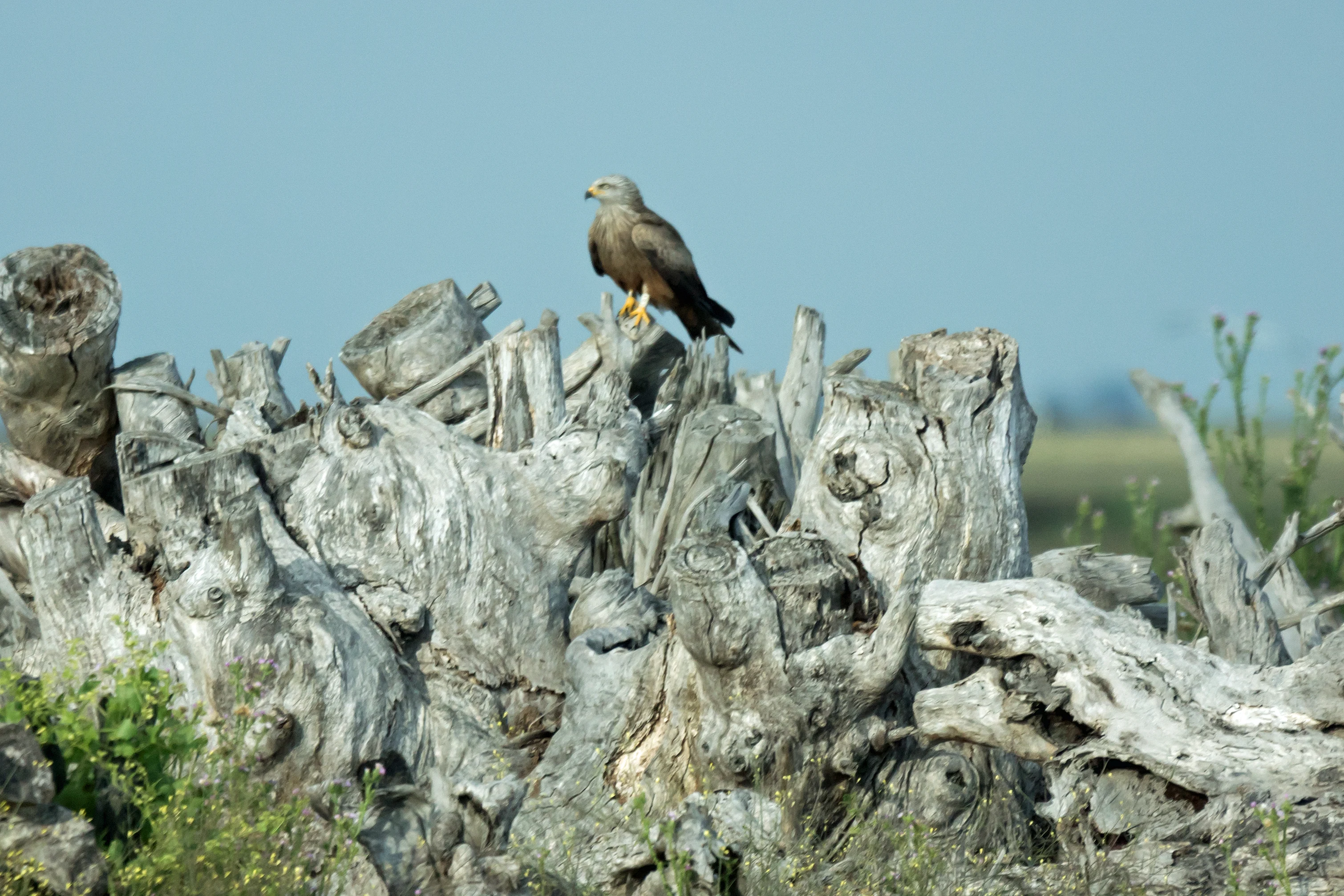 Black Kite, Donana National Park, Andalucia, Spain — photo by Jim Bennett