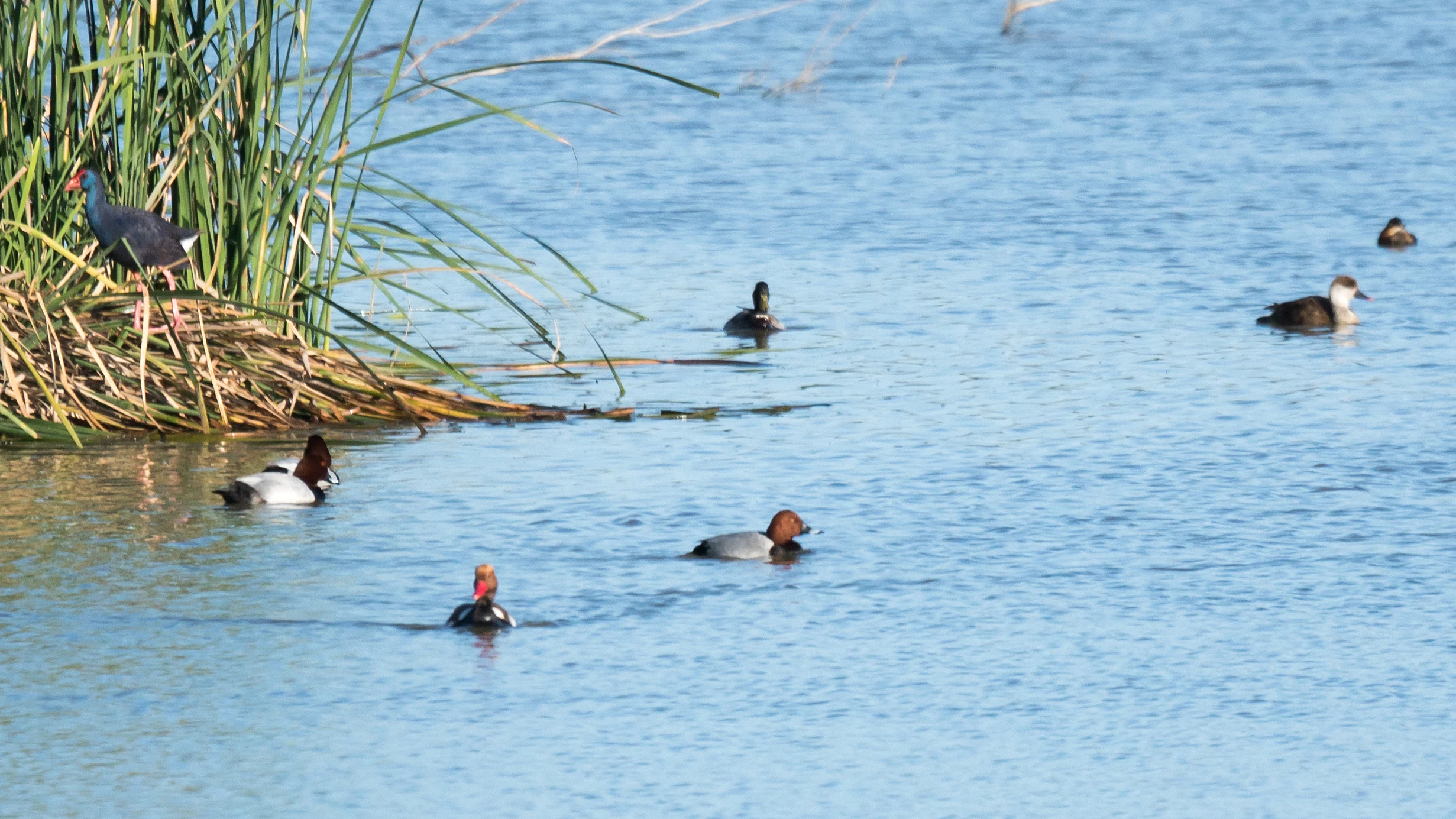 Purple Swamphen, Pochard & Red-crested Pochards, Dehesa de Abajo, Coto Donana, Andalucia, Spain — photo by Jim Bennett
