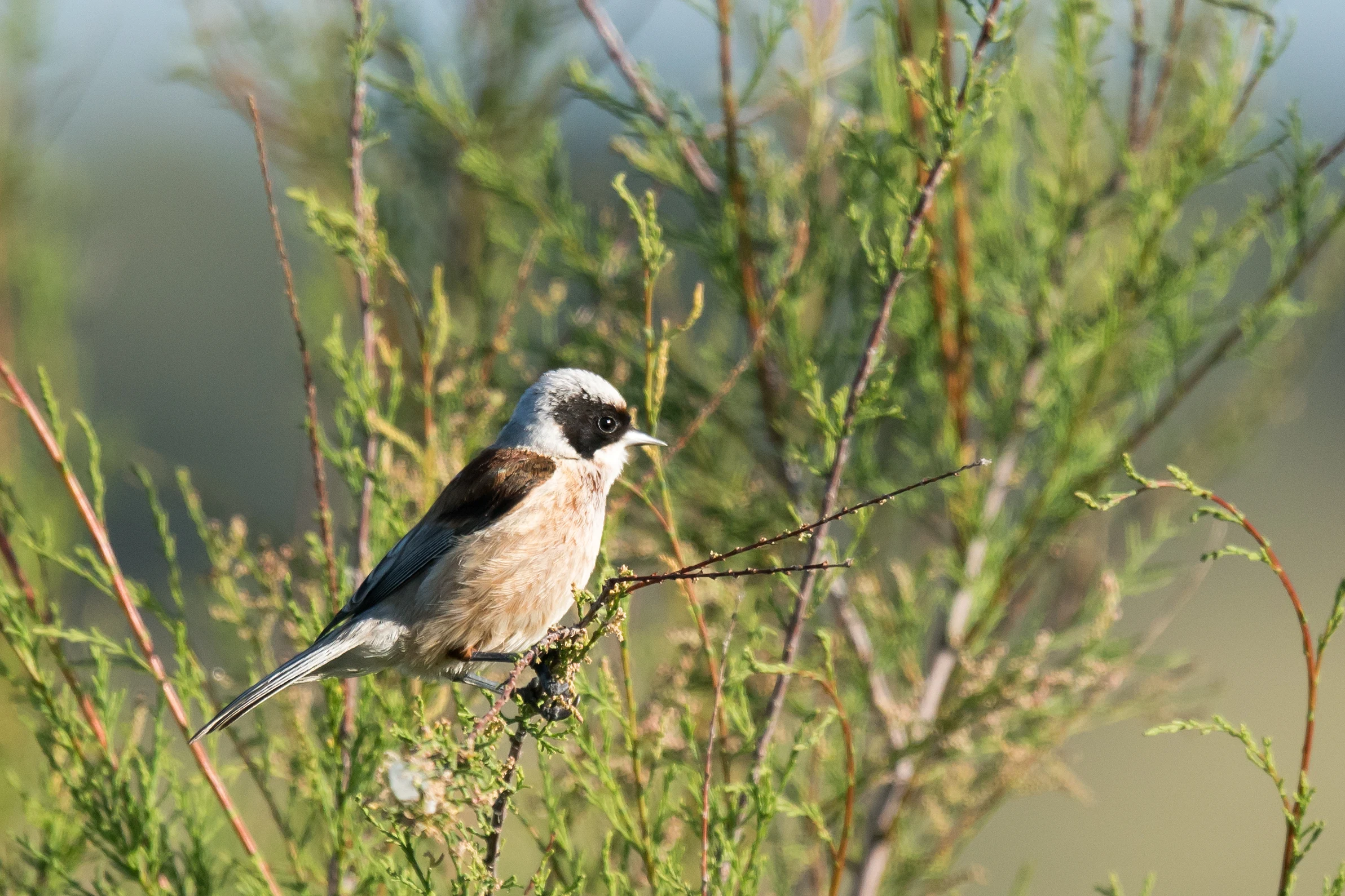 Penduline Tit, Dehesa de Abajo, Coto Donana, Andalucia, Spain — photo by Jim Bennett
