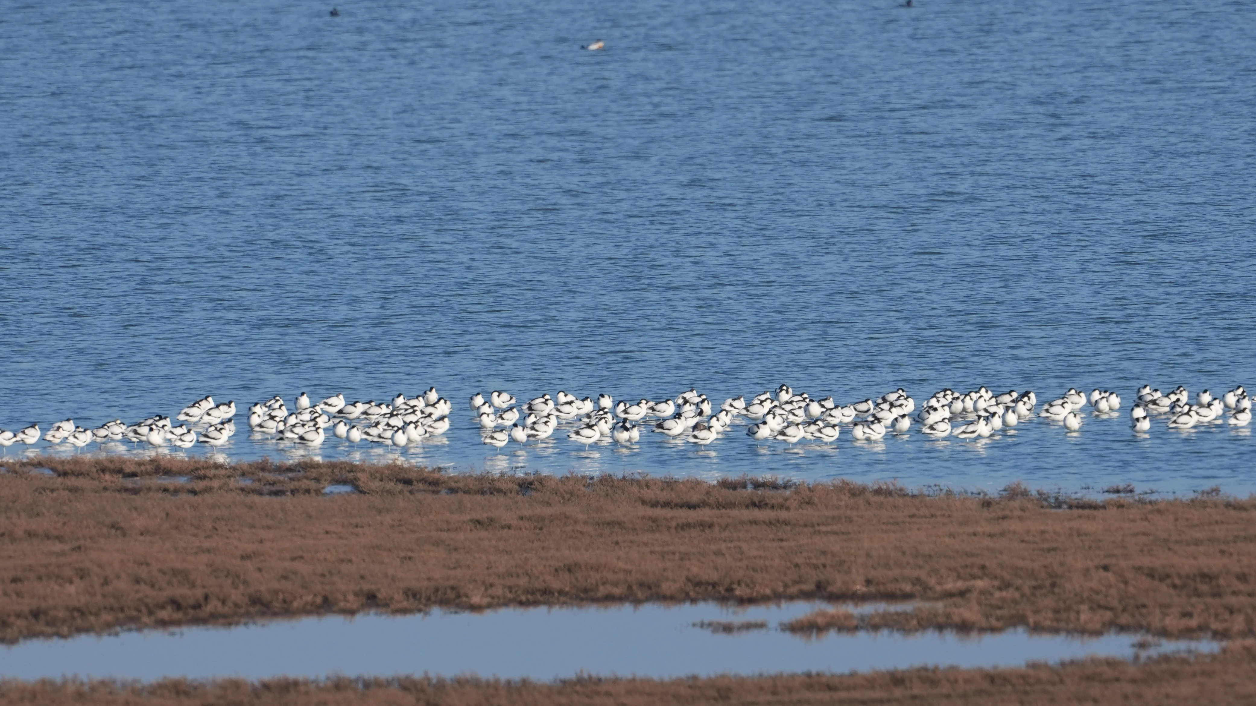 Avocets, Flauwers Inlaag, Schouwen-Duiveland, Netherlands — photo by Jim Bennett