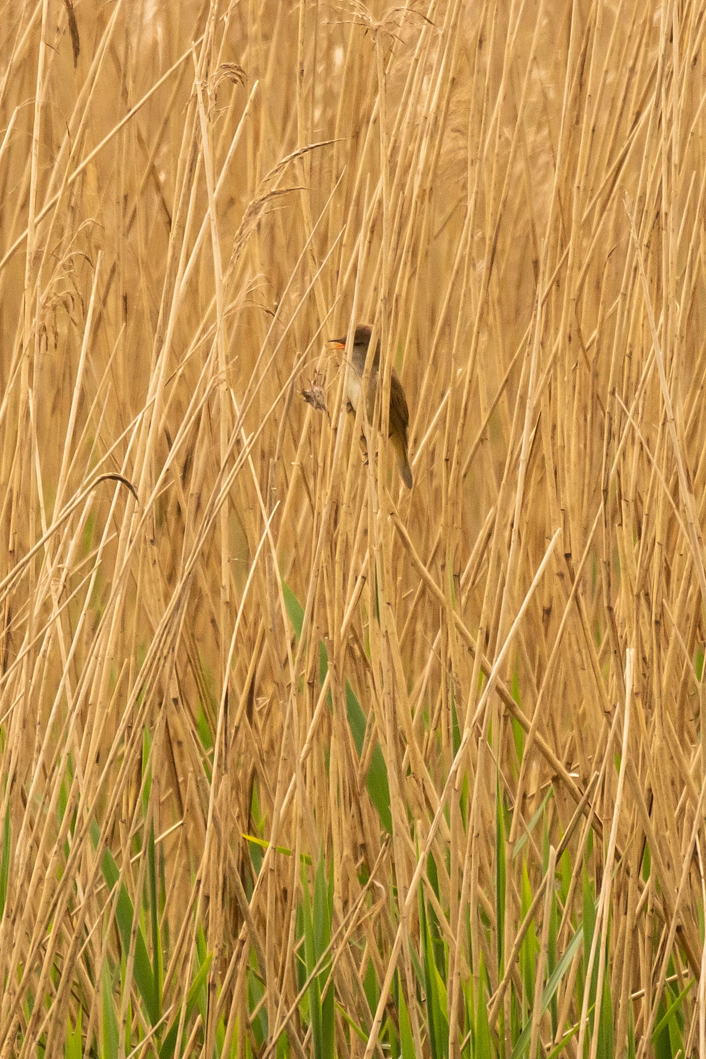 Great Reed Warbler, RSPB Ham Wall, Somerset, UK — photo by Jim Bennett