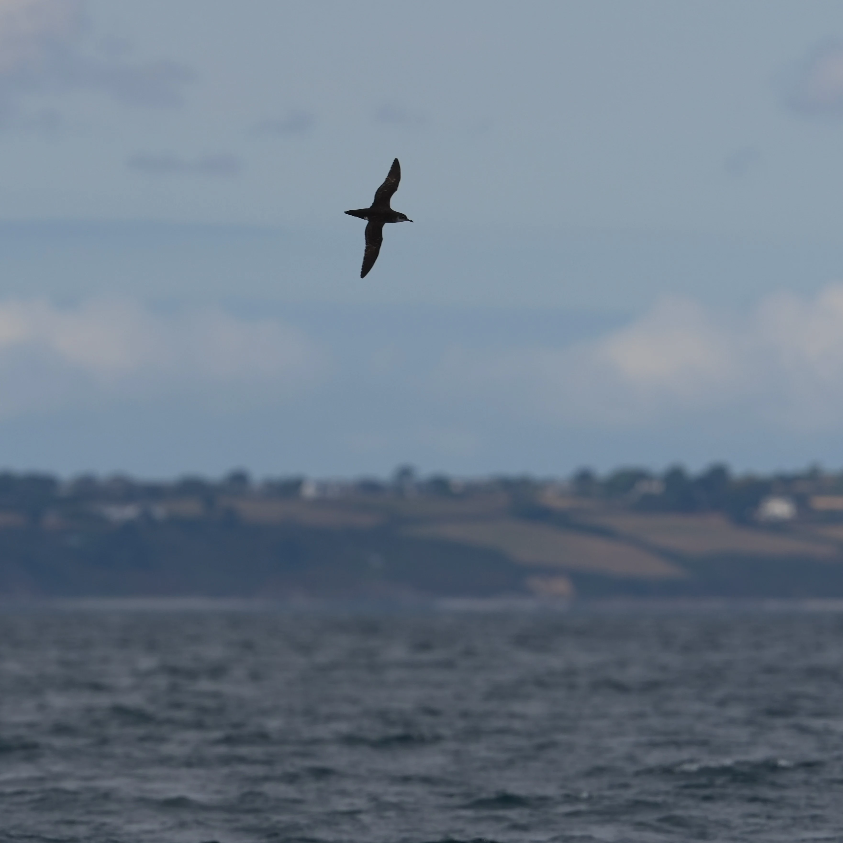 Manx Shearwater, Falmouth Bay, Cornwall, UK — photo by Jim Bennett