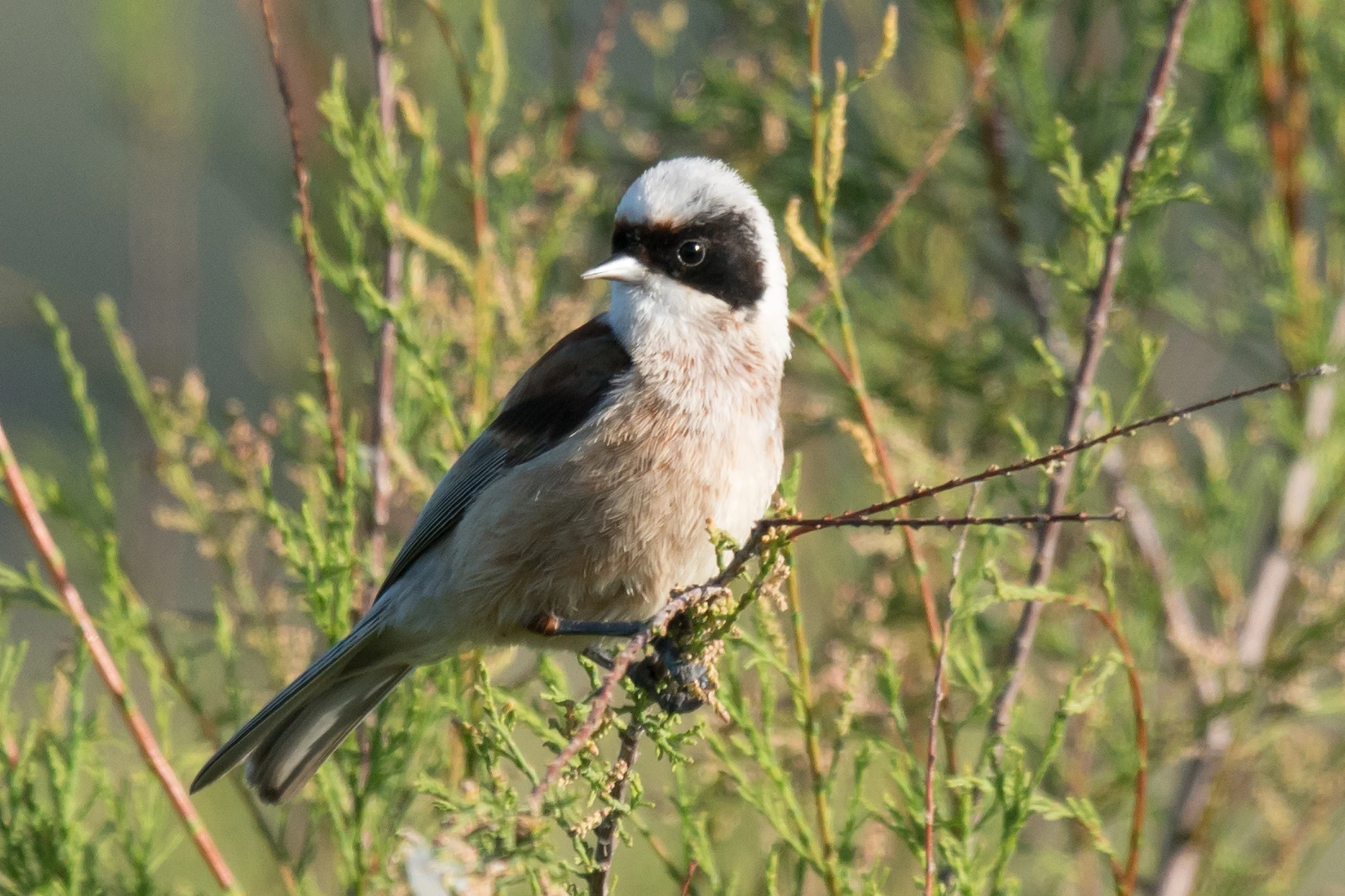 Penduline Tit, Dehesa de Abajo, Coto Donana, Andalucia, Spain — photo by Jim Bennett