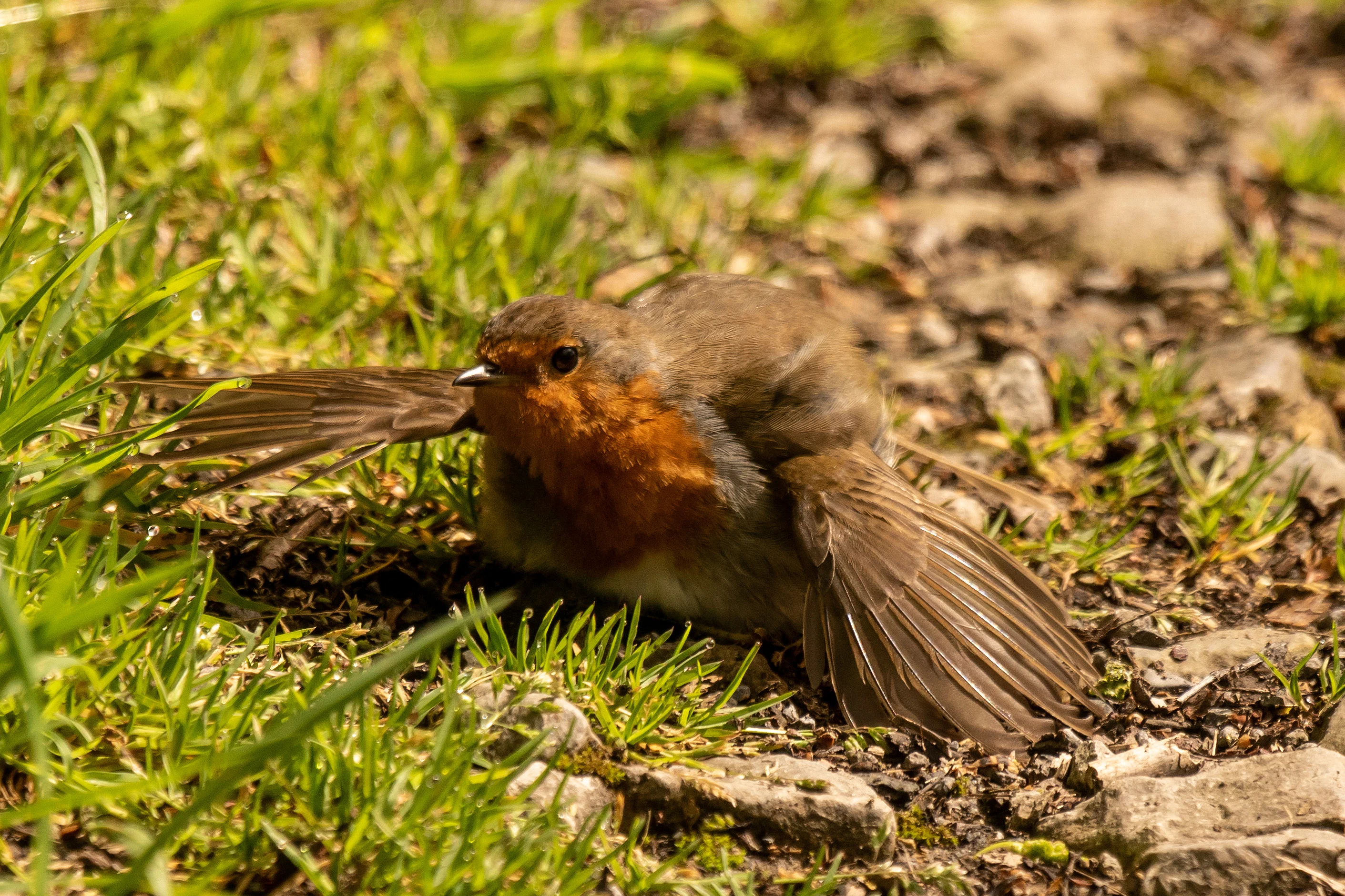 Robin, RSPB Ham Wall, Somerset, UK — photo by Jim Bennett