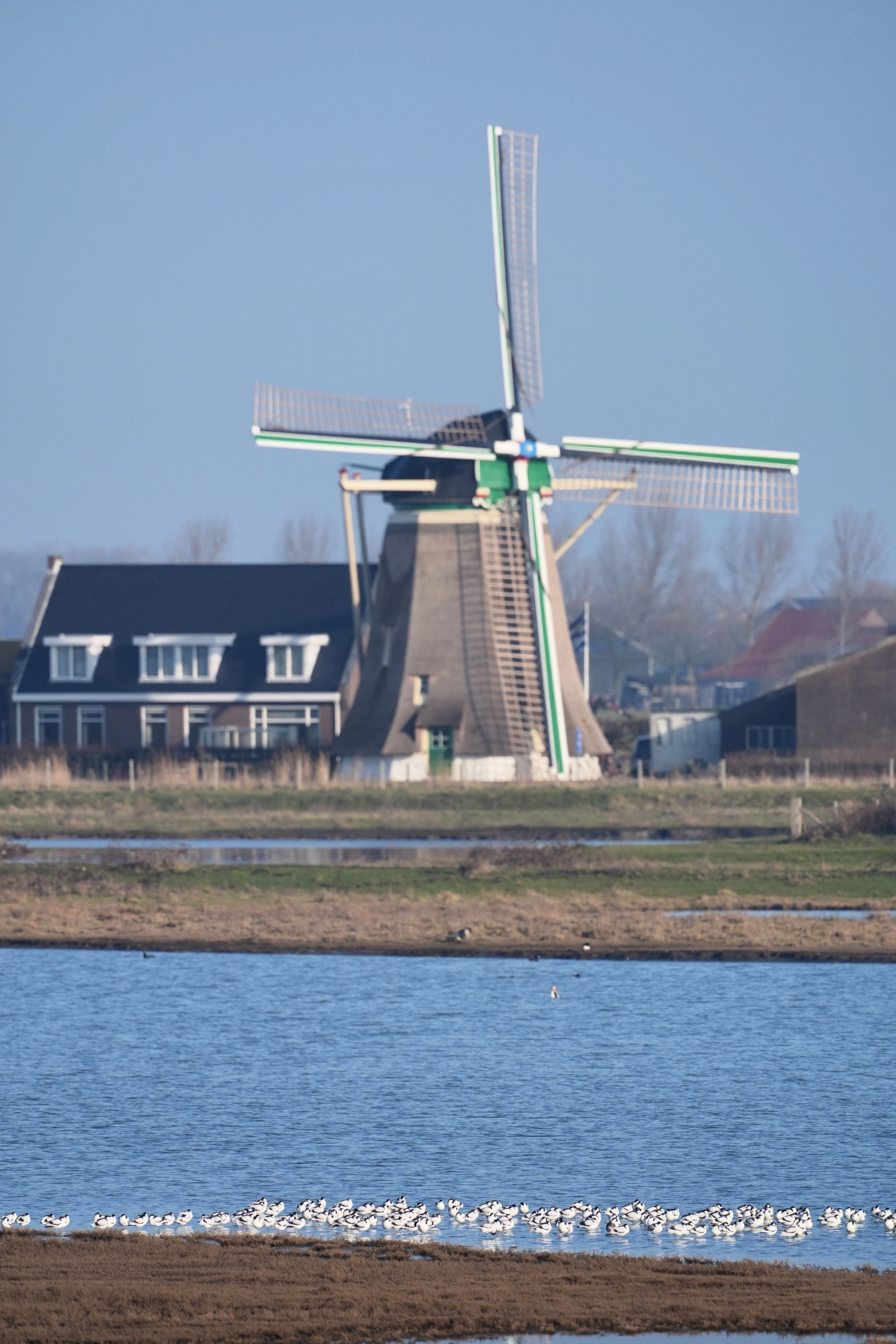 Avovets, Flauwers Inlaag, Schouwen-Duiveland, Netherlands — photo by Jim Bennett