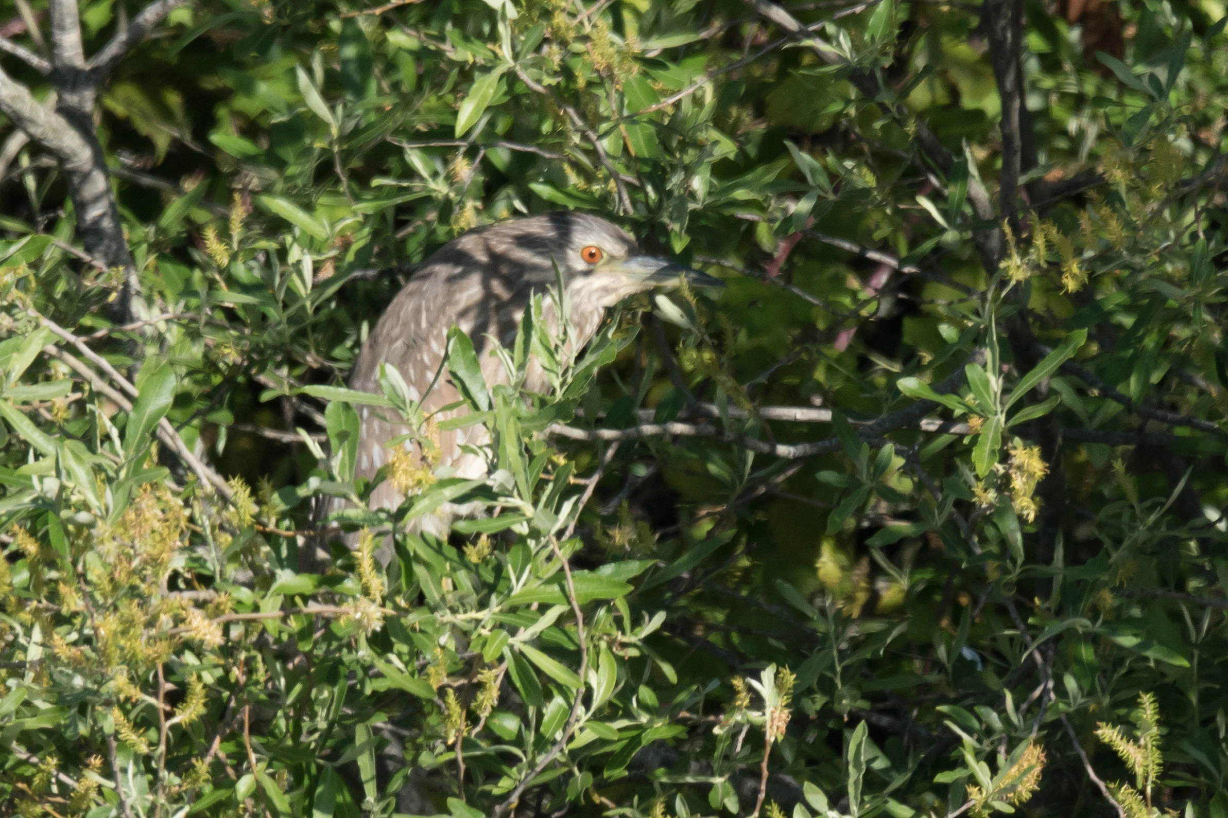 Black-crowned Night Heron, Dehesa de Abajo, Coto Donana, Andalucia, Spain — photo by Jim Bennett