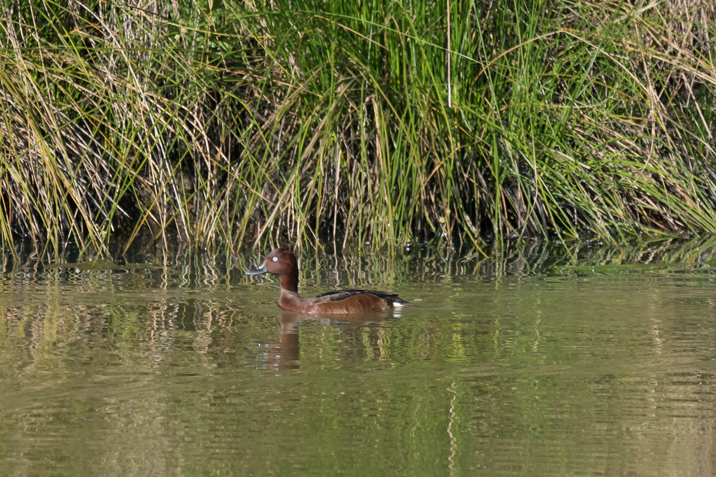 Ferruginous Duck, Dehesa de Abajo, Coto Donana, Andalucia, Spain — photo by Jim Bennett