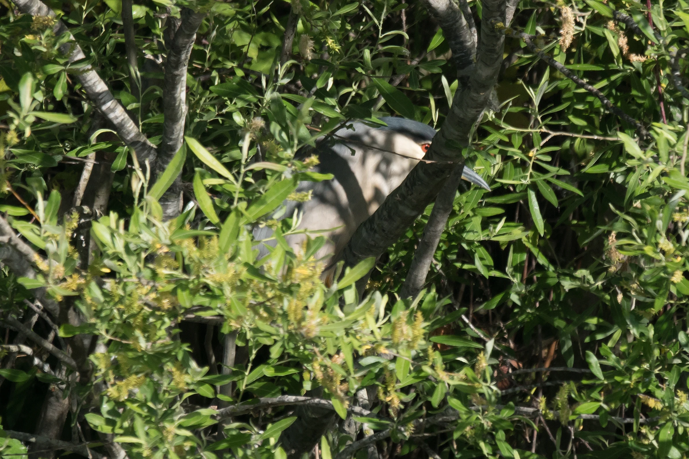 Black-crowned Night Heron, Dehesa de Abajo, Coto Donana, Andalucia, Spain — photo by Jim Bennett