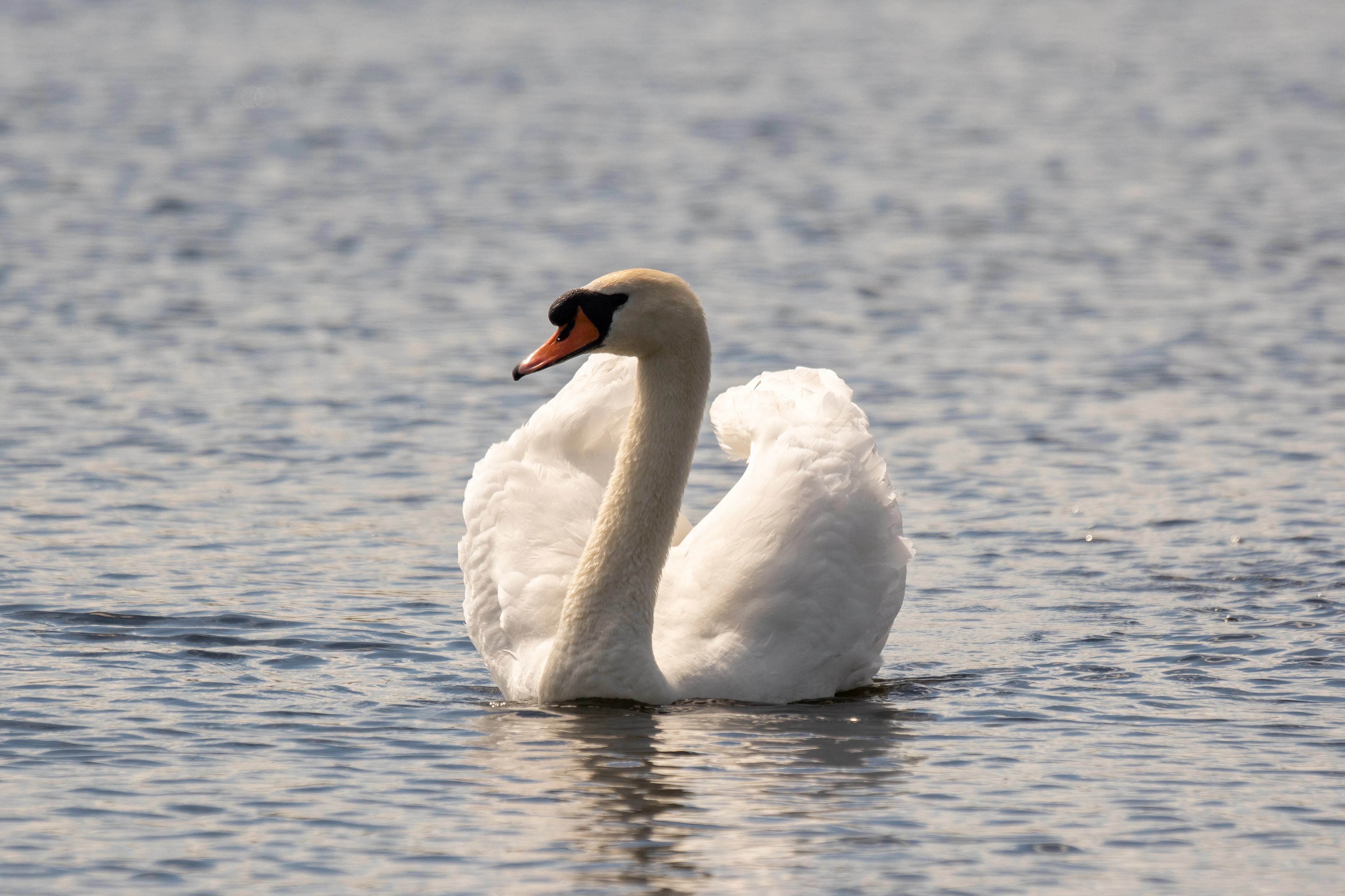Mute Swan, RSPB Ham Wall, Somerset, UK — photo by Jim Bennett