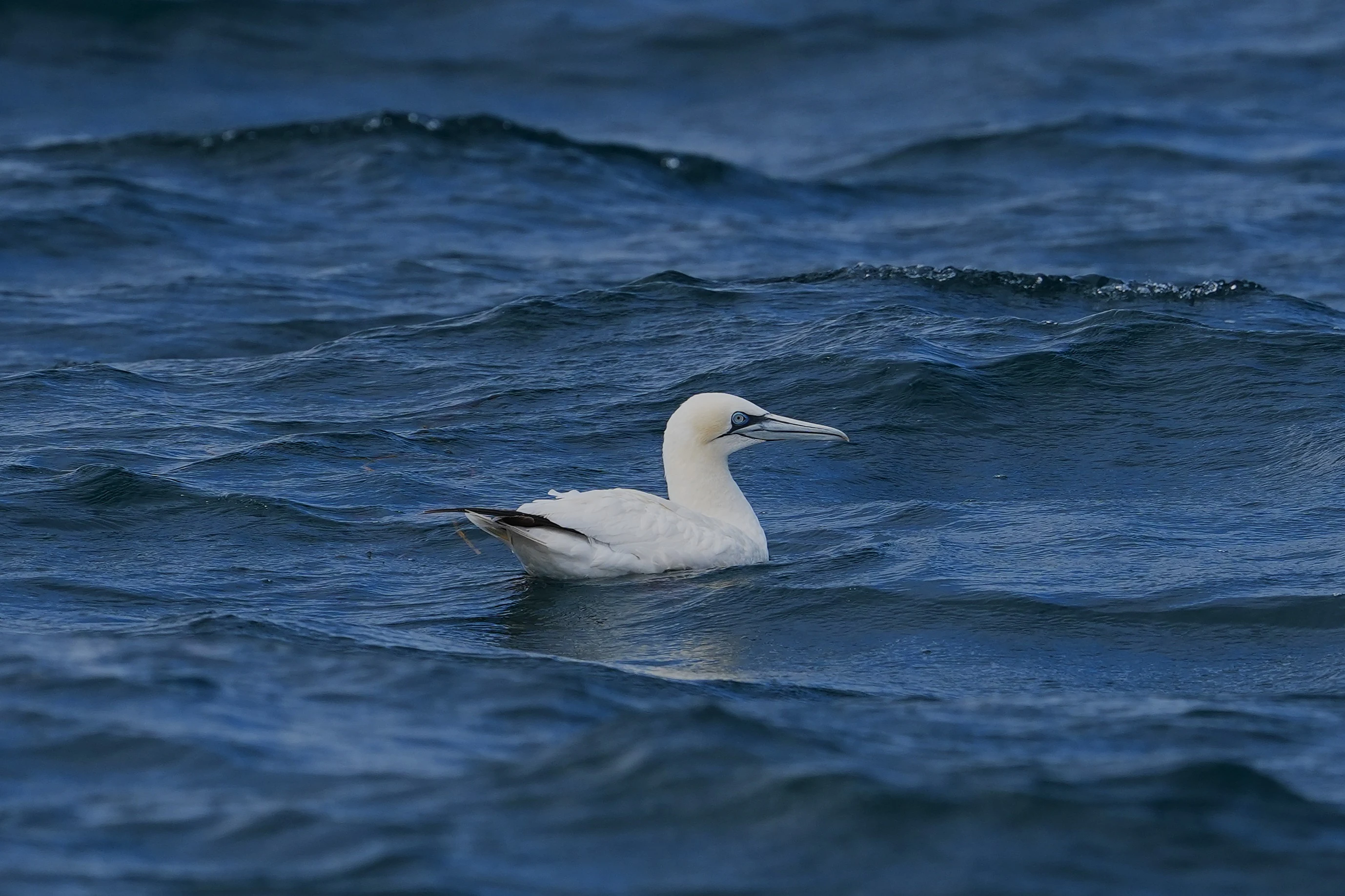 Gannet, Falmouth Bay, Cornwall, UK — photo by Jim Bennett