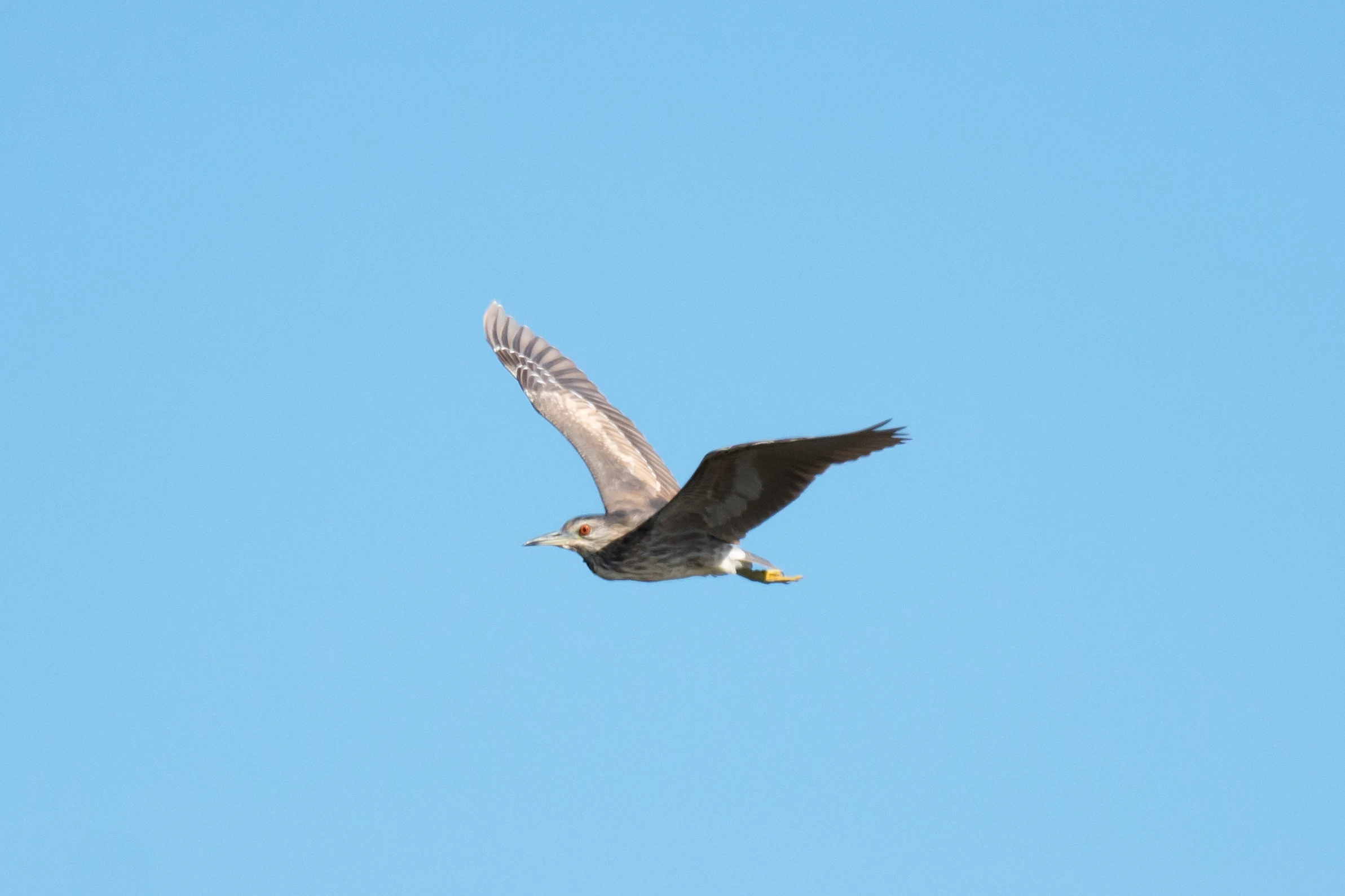 Black-crowned Night Heron, Dehesa de Abajo, Coto Donana, Andalucia, Spain — photo by Jim Bennett