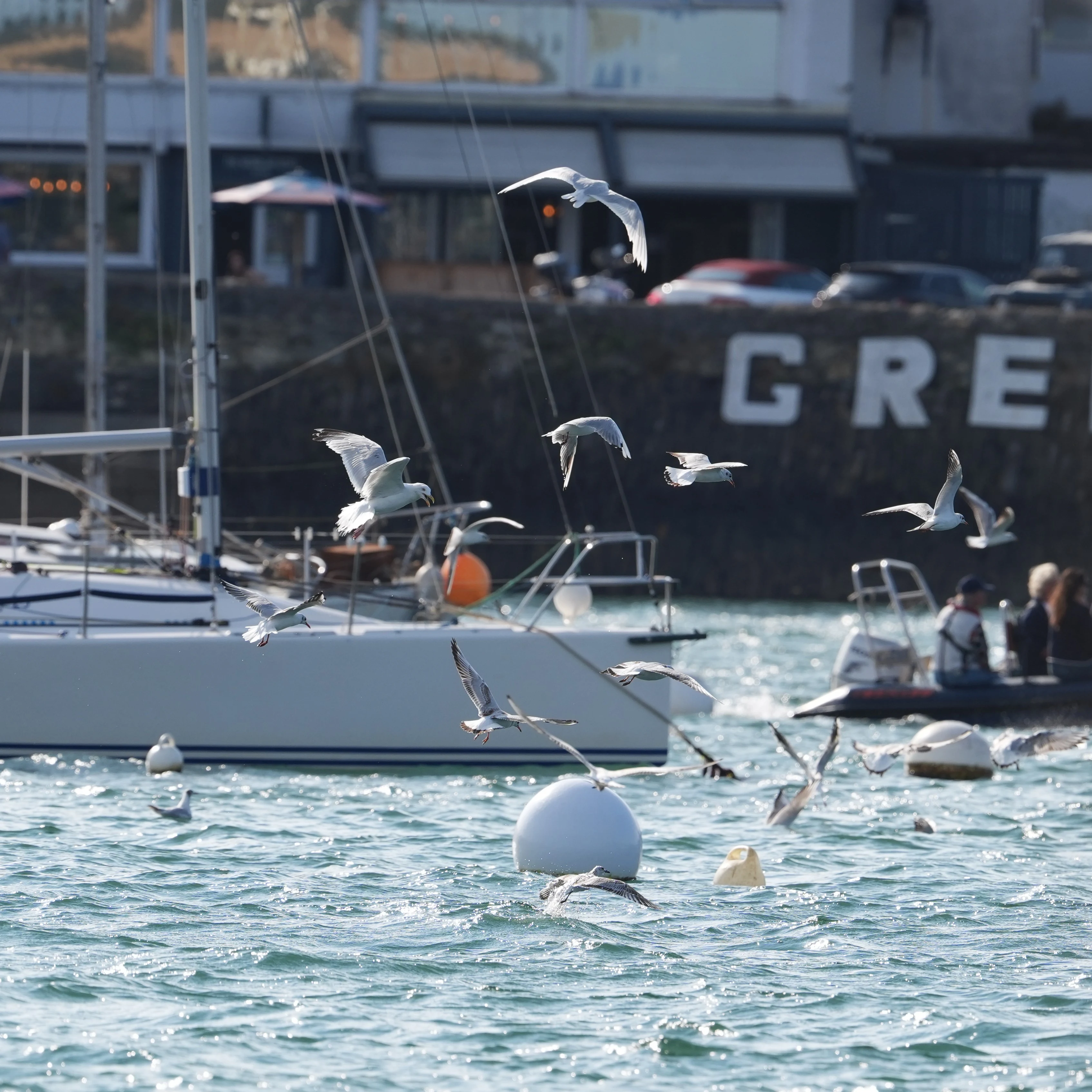 Herring, black-headed & Mediterranean gulls, Falmouth Harbour, Cornwall, UK — photo by Jim Bennett