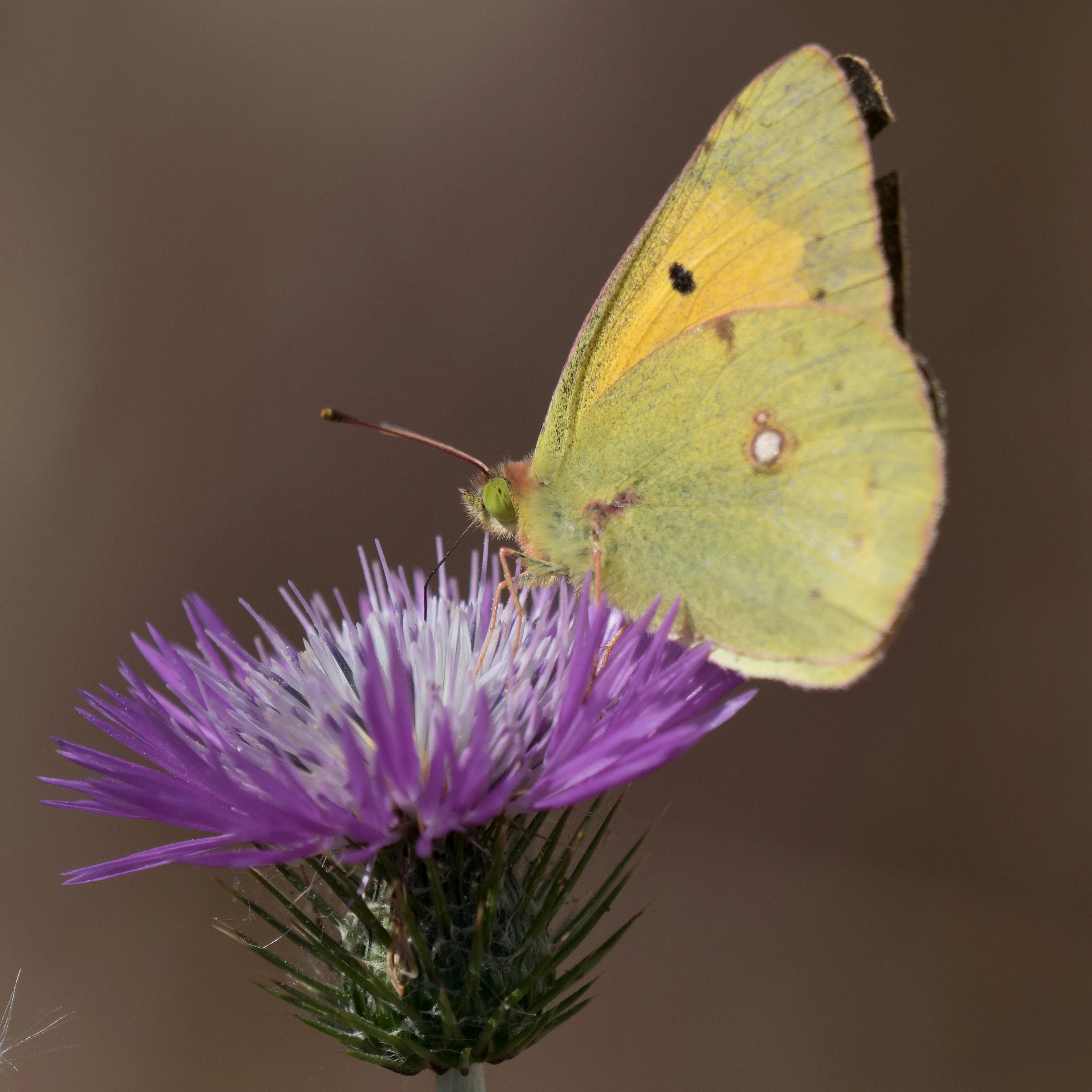 Clouded Yellow, Coto Donana, Andalucia, Spain — photo by Jim Bennett