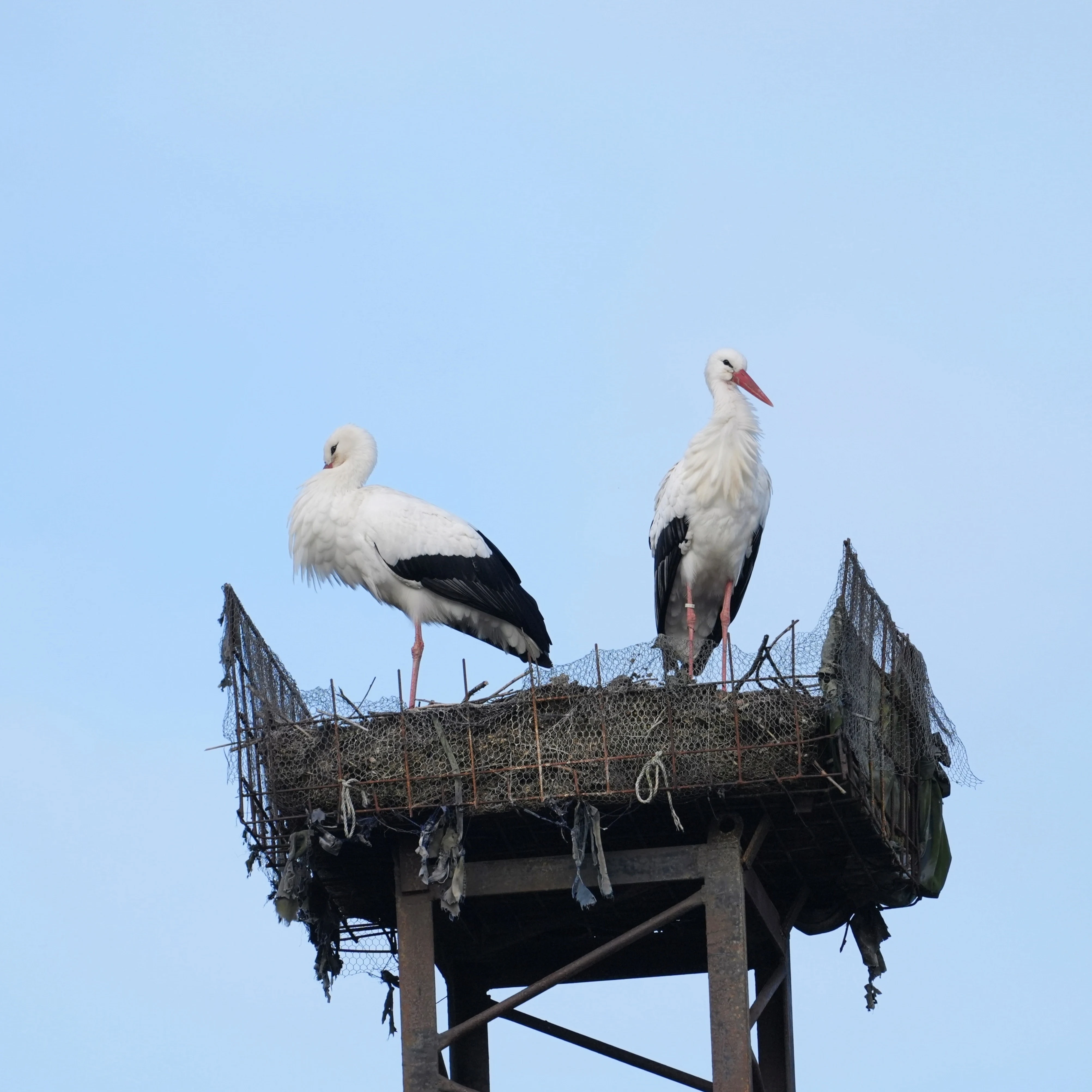 White Stork, Gapinge, Midden-Zeeland, Netherlands — photo by Jim Bennett