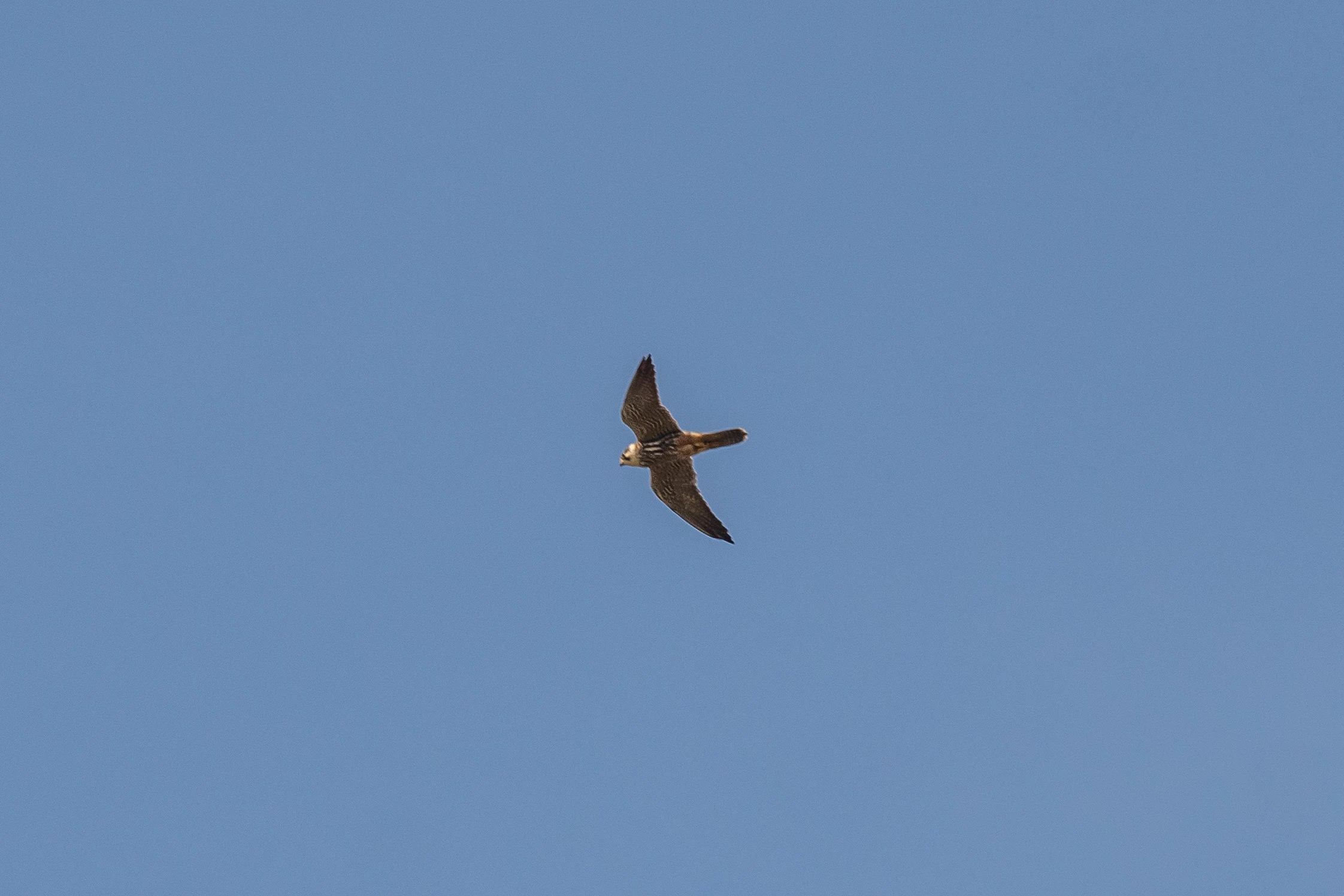 Hobby, RSPB Ham Wall, Somerset, UK — photo by Jim Bennett